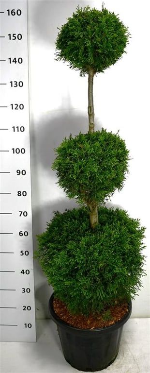 Thuja occ. 'Smaragd', D 38
