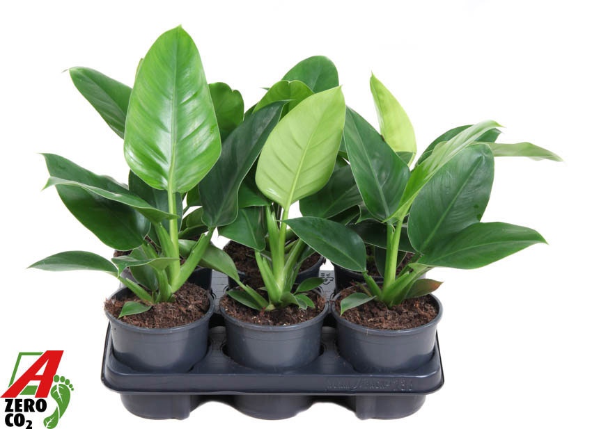 Philodendron Imperial Green P13, D 13