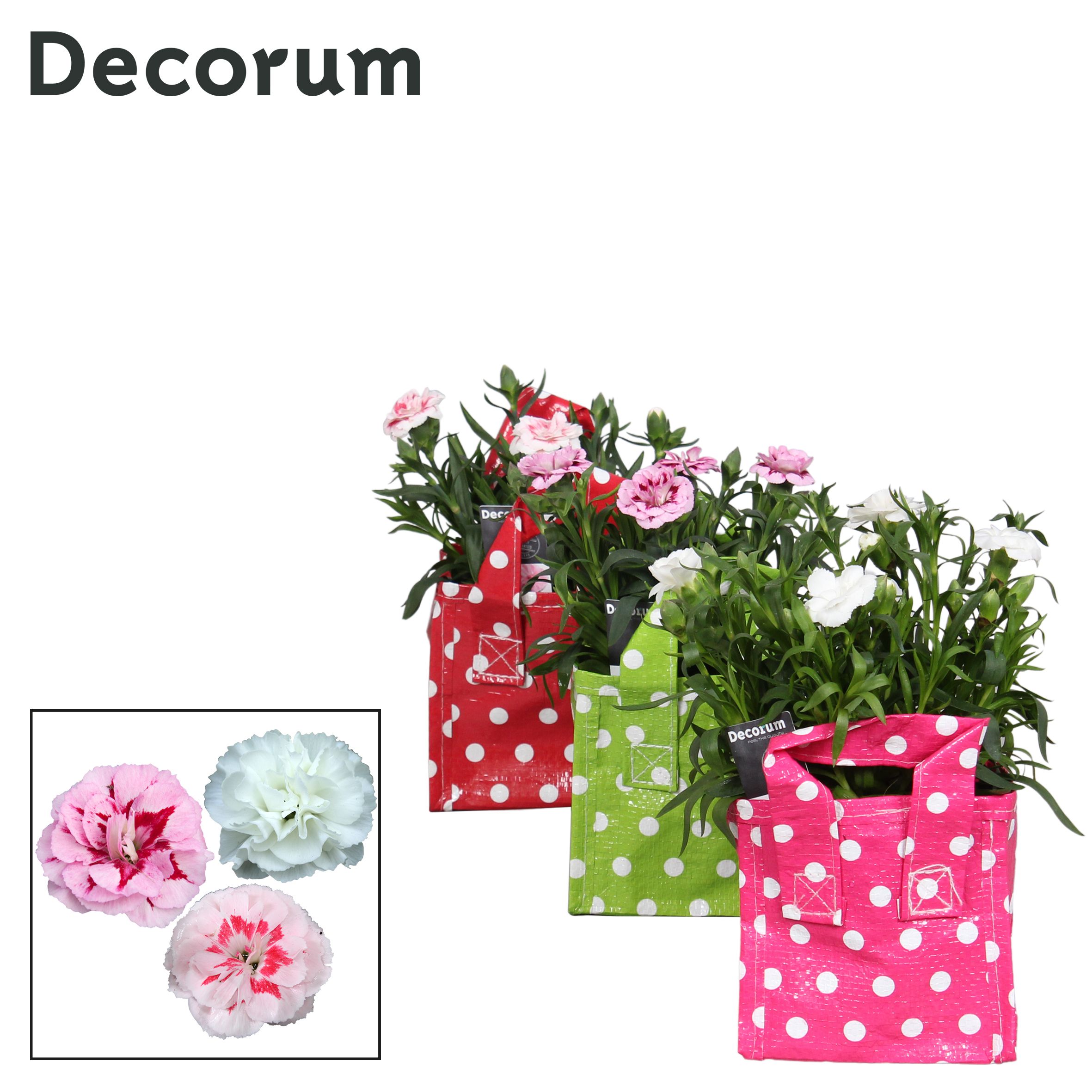 Dianthus - 10,5 cm - Oscar mix in tasstip - Decorum, D 10,5
