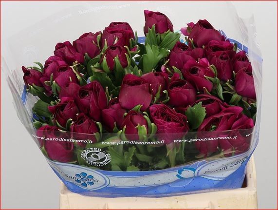 Ранункулус Саксесс Шерри 40, шт.