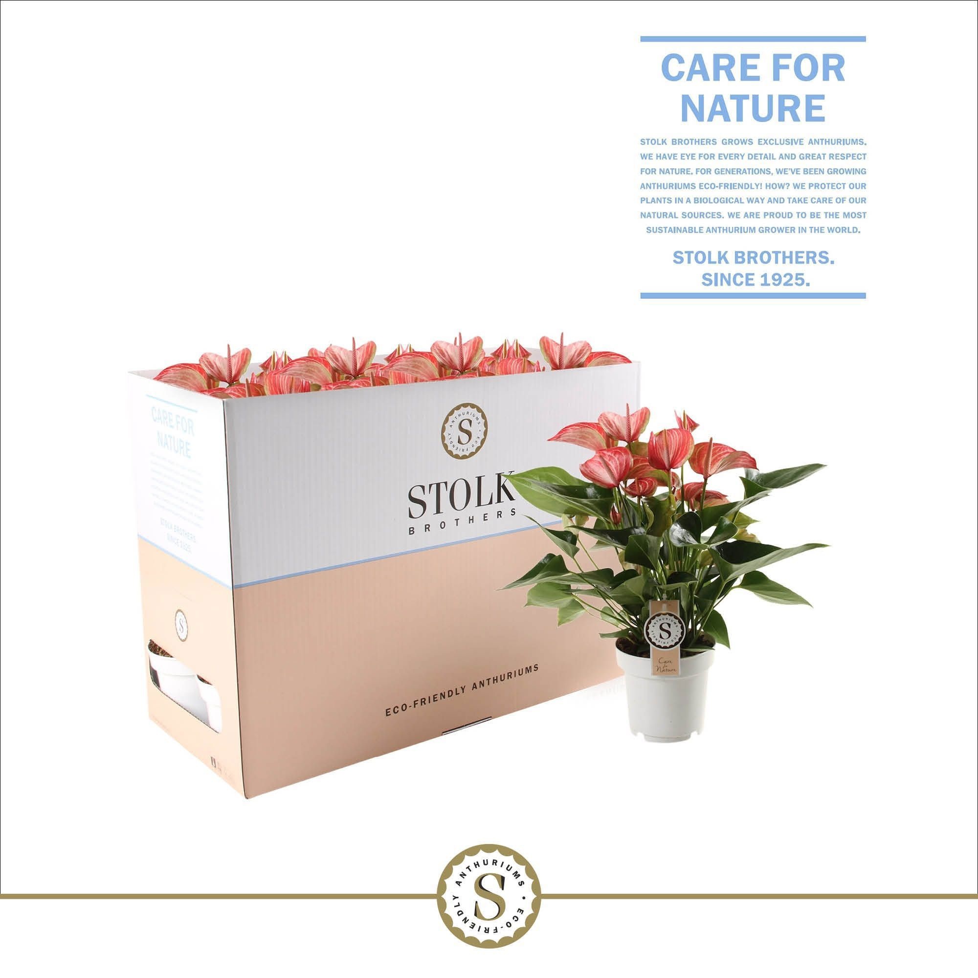 Livium Red 14cm in Ecobox, D 14