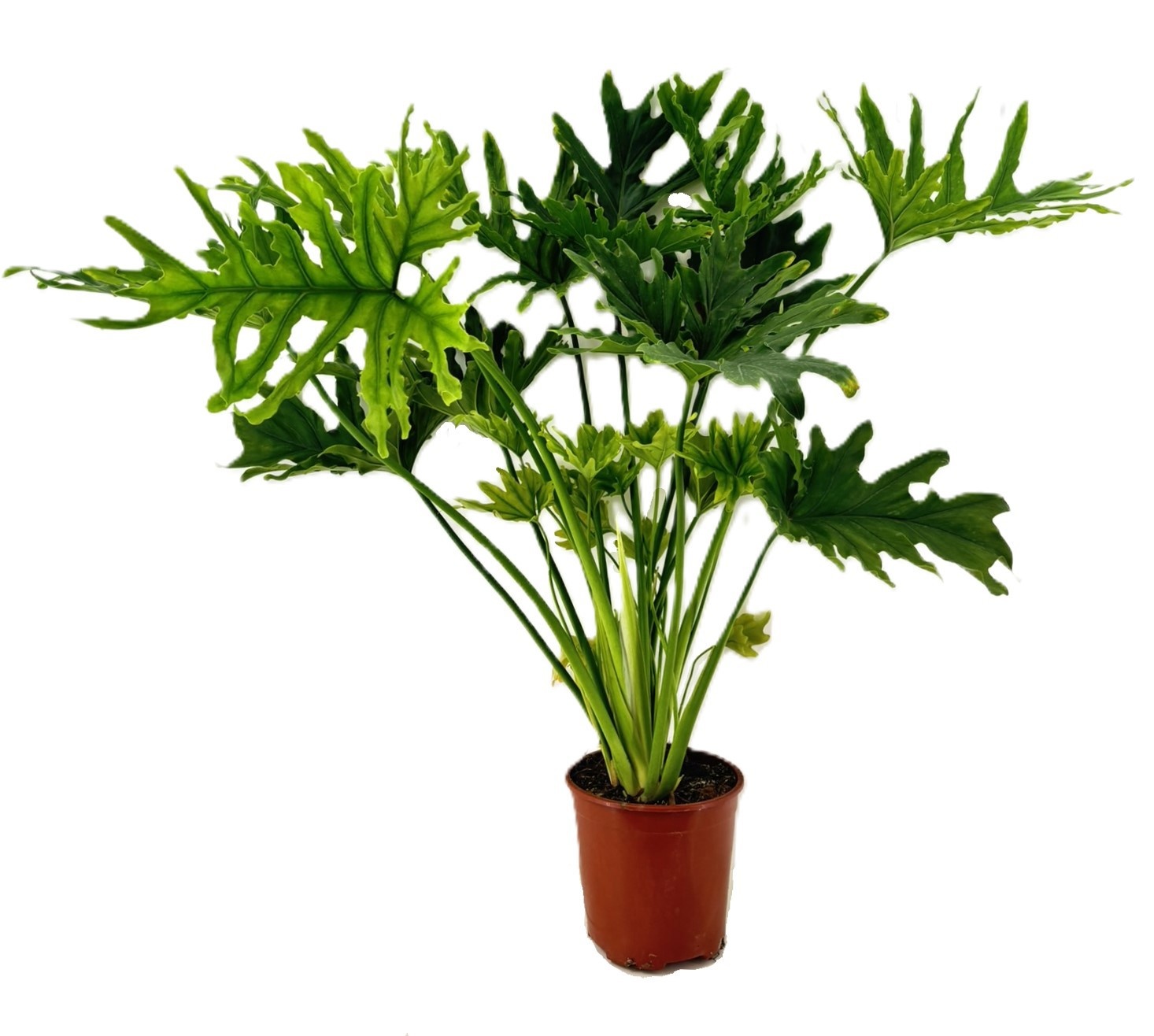 Philodendron, D 24