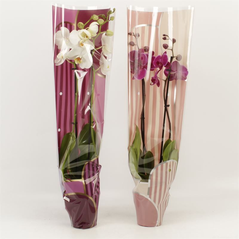 Phalaenopsis gemengd 2 tak gemengd in Leandra Moederdag hoes, D 12