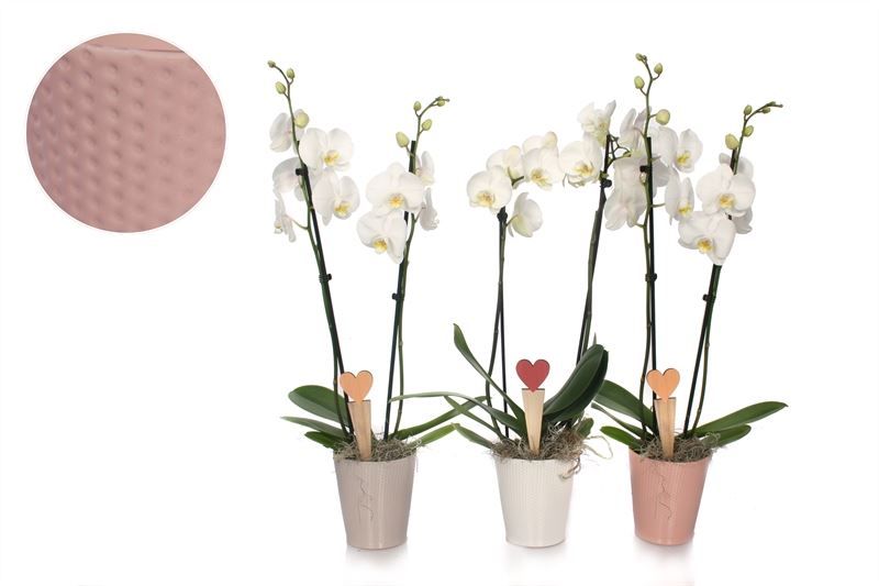 Zoe p12 dots mix Phal white 2T14+, D 12