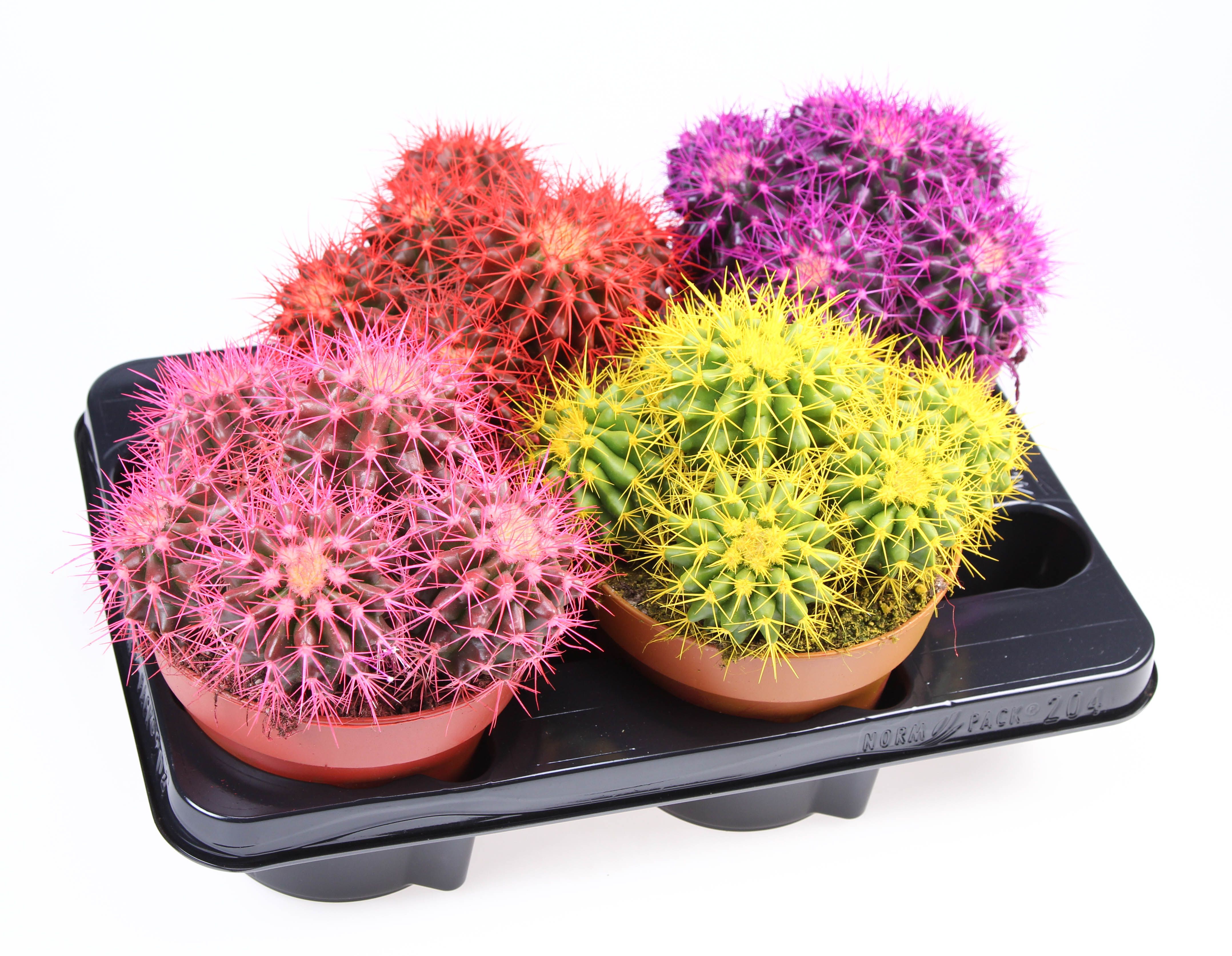 Rainbow cactus grusonii mix, D 15