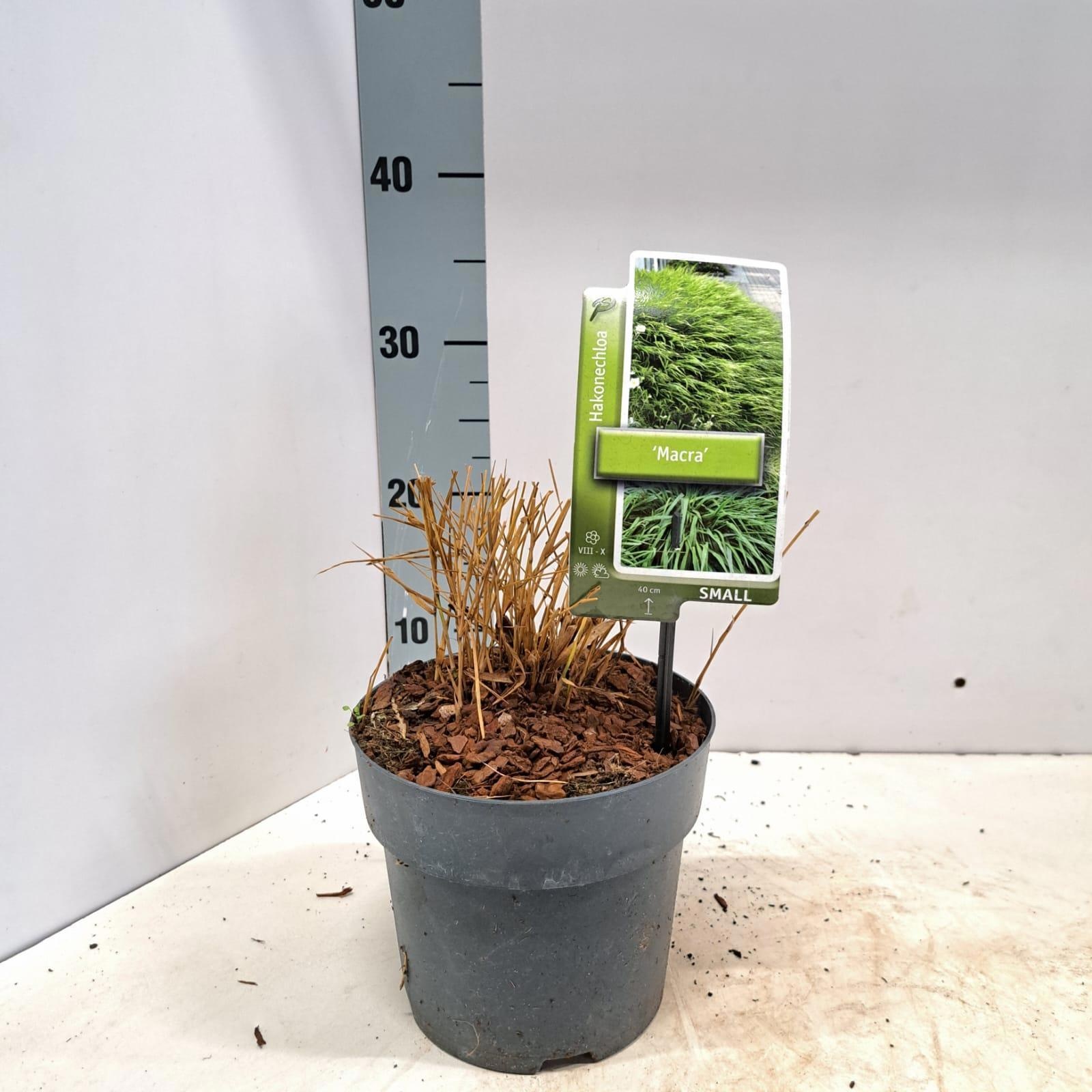 Hakonechloa macra, D 17