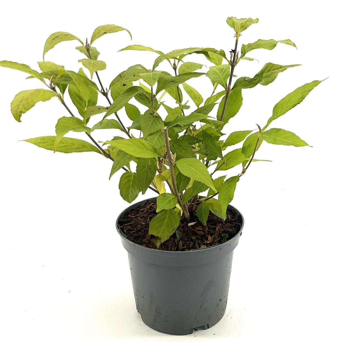 Callicarpa jap. 'Leucocarpa', D 19