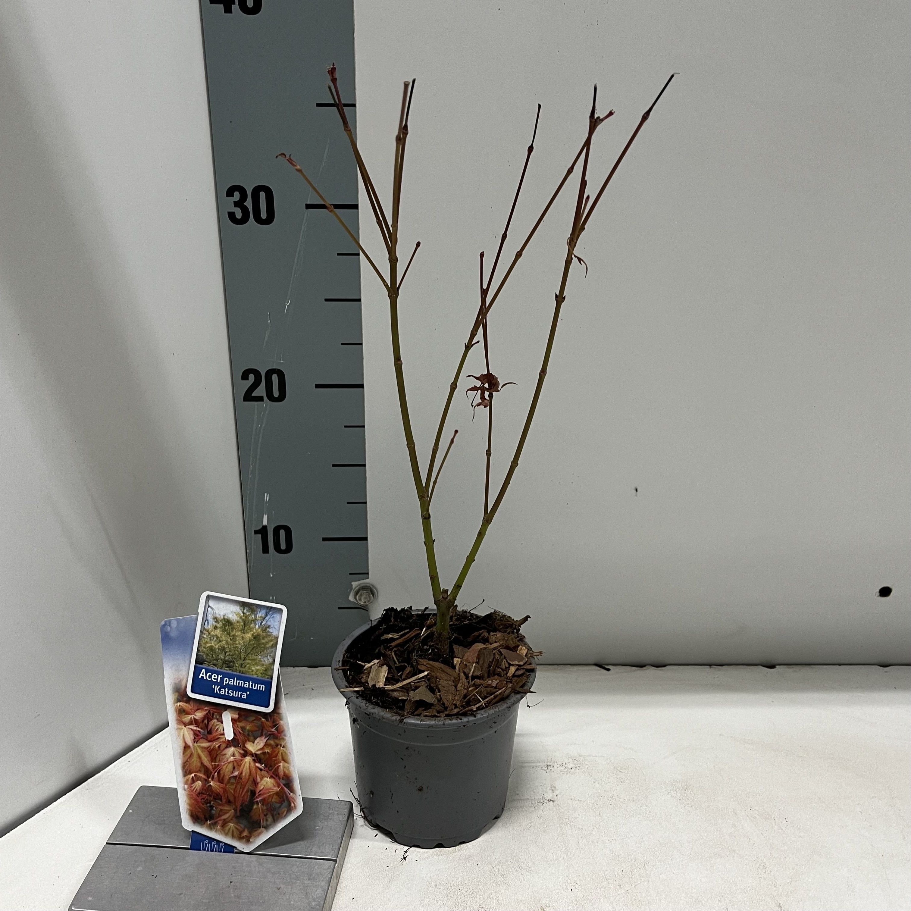 Acer pal. 'Katsura', D 10,5