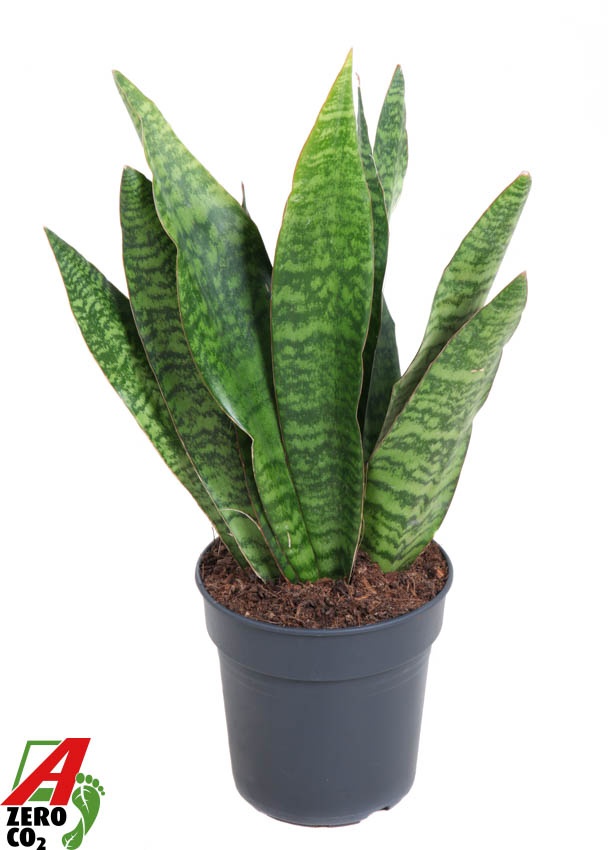 Sansevieria Jamaiquina P19, D 19