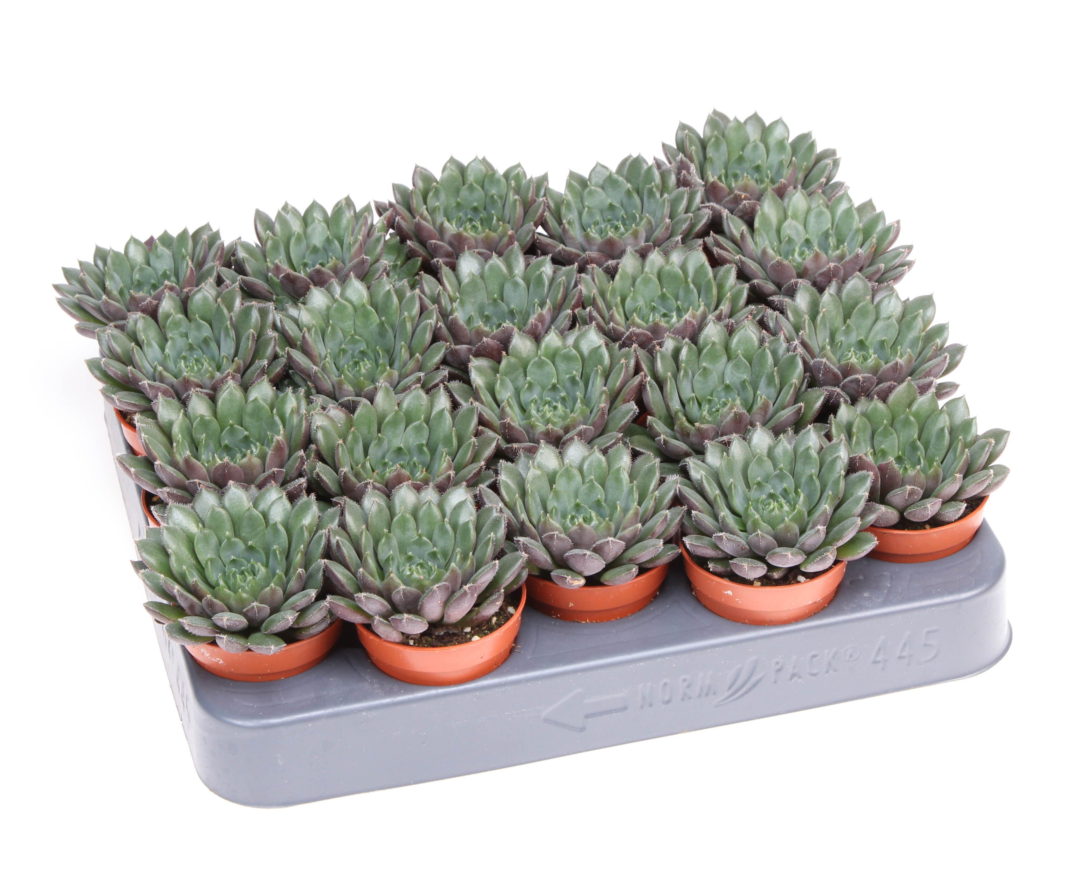 Echeveria scorpio, D 5,5