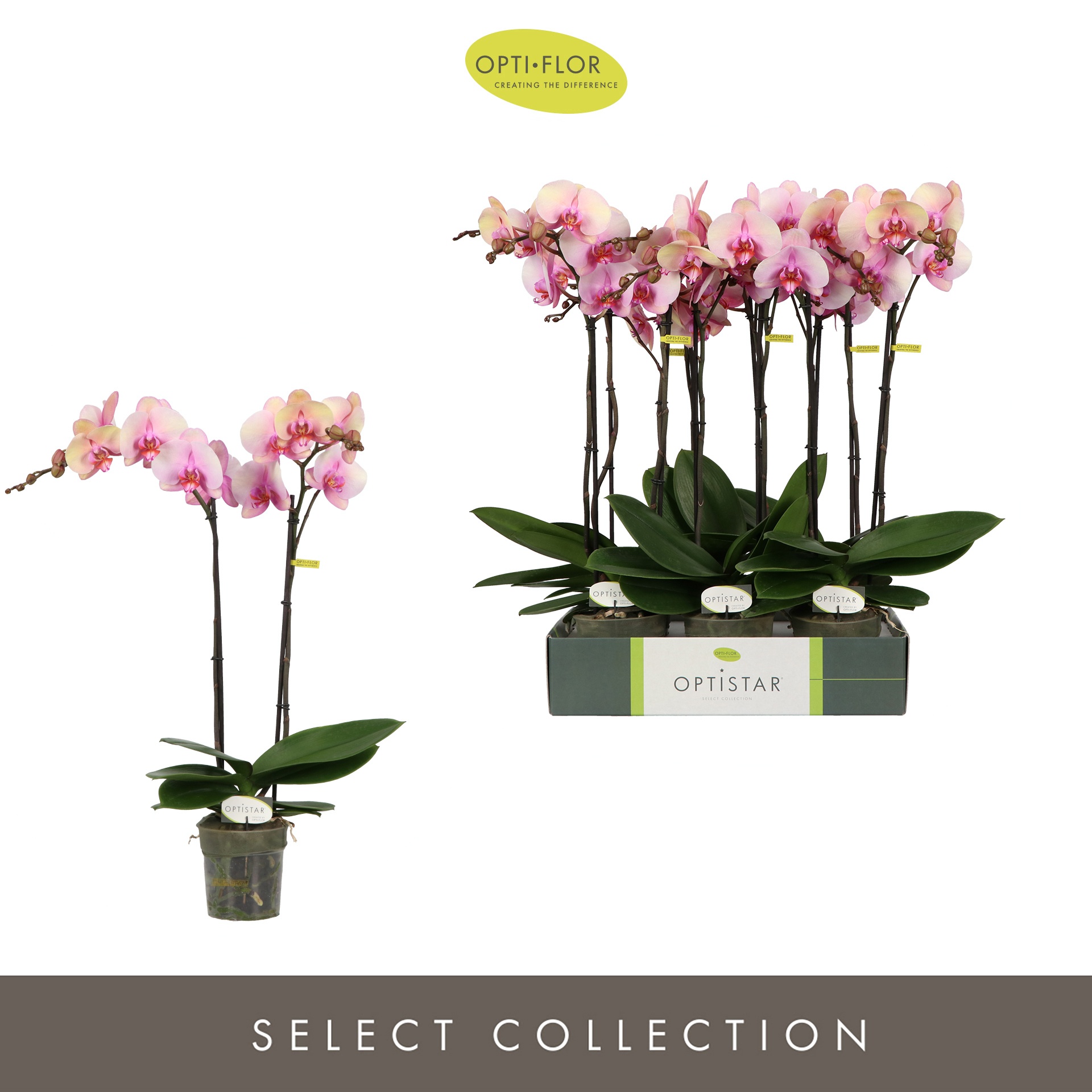 Optistar Adele 2 spike, D 12 cm