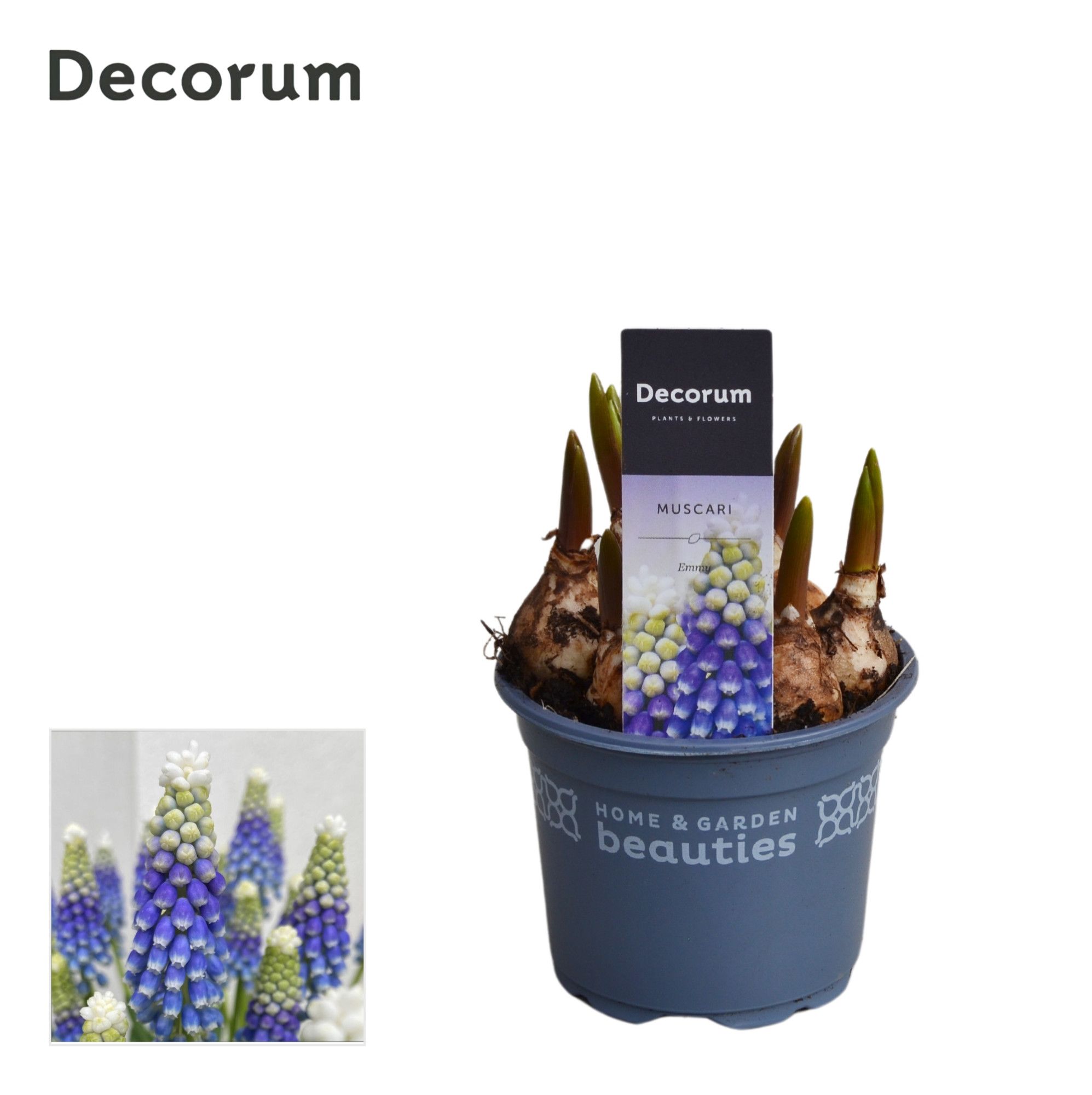 Muscari Emmy, D 9