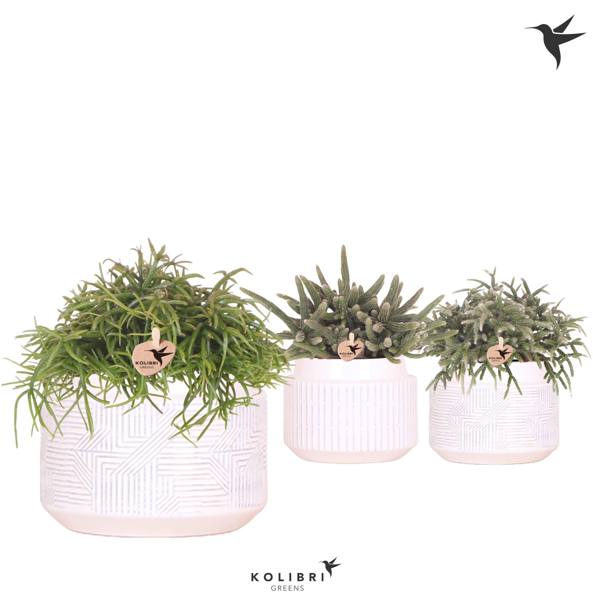 Kolibri Greens Rhipsalis mix in Maze pot white, D 12