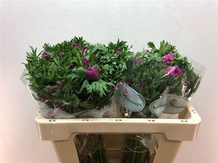 Анемон Галил Перпл 45 (фиолет.), шт.