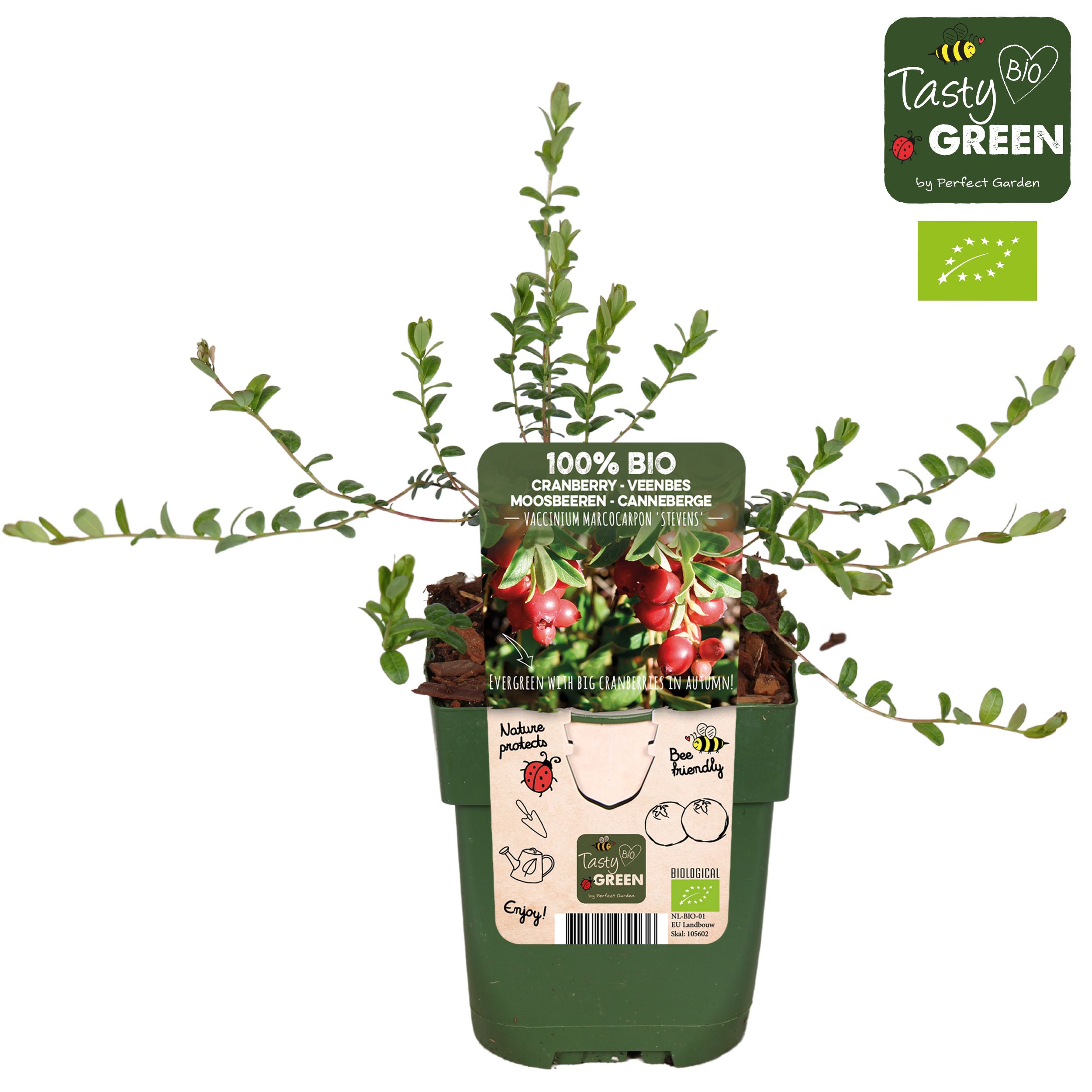 Vaccinium macrocarpon 'Stevens' Bio P13, D 13