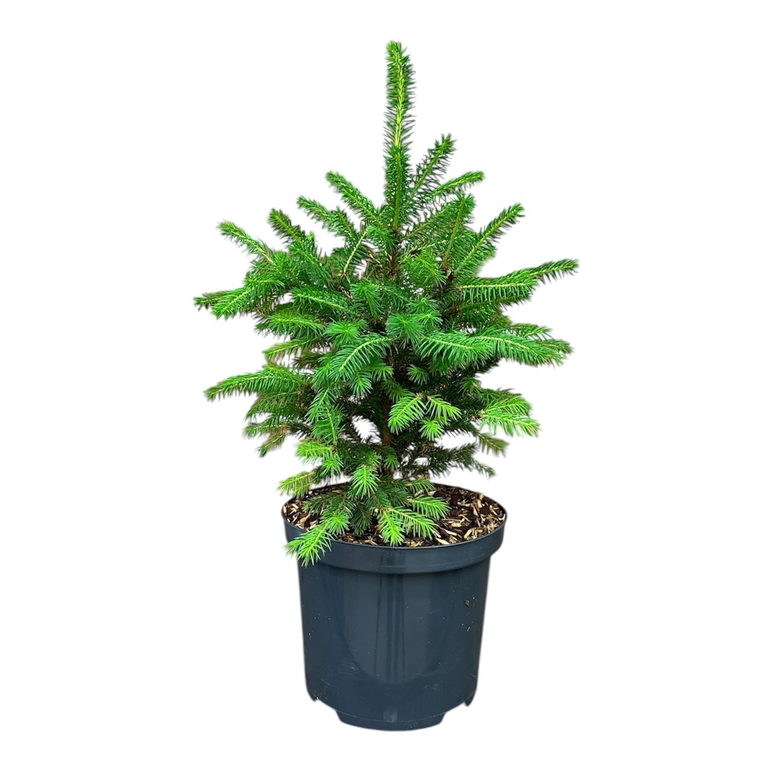 Picea a. 'Will's Zwerg', D 18