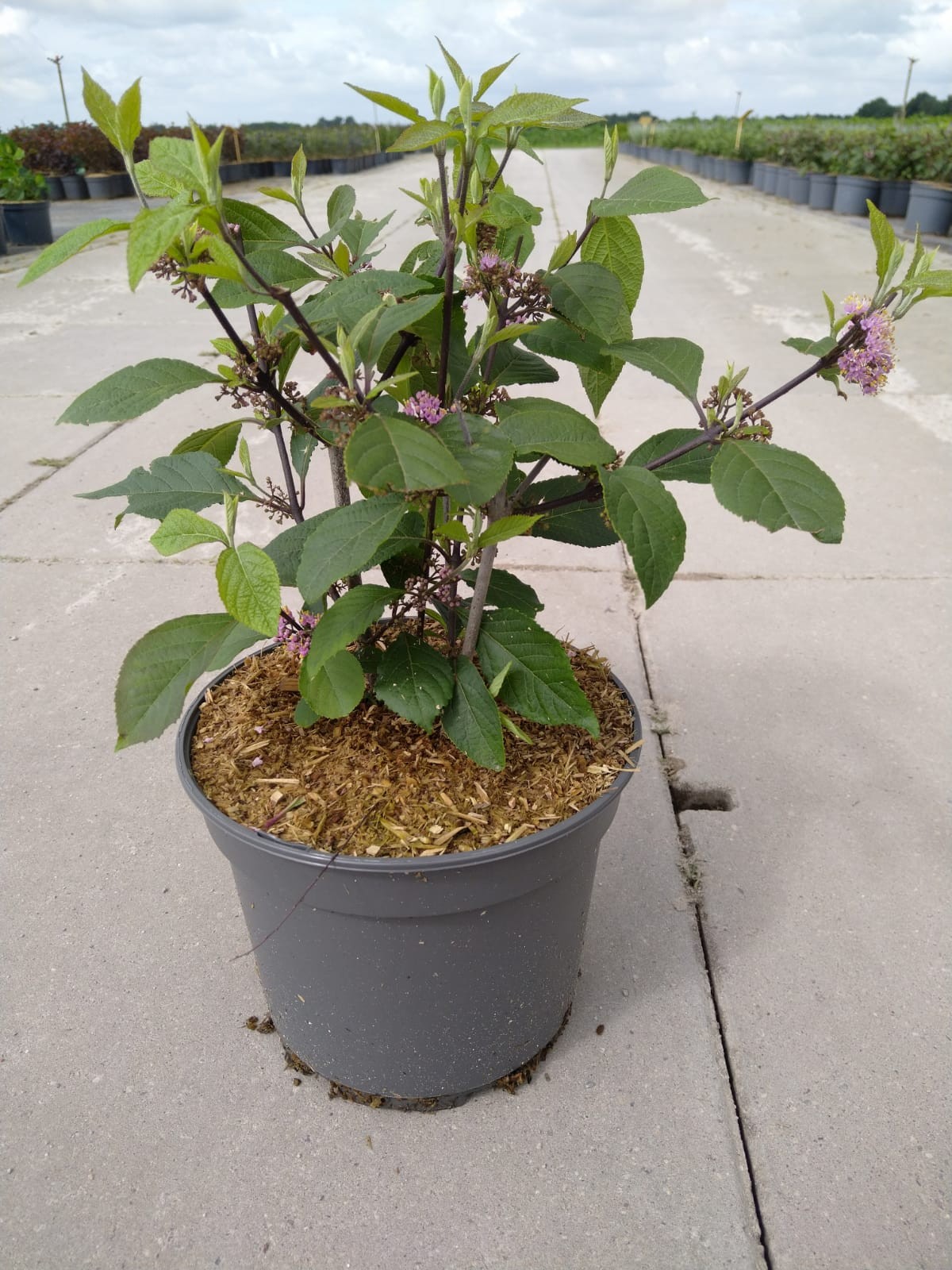 Callicarpa bod. 'Magical Purple Giant' -R-, D 23