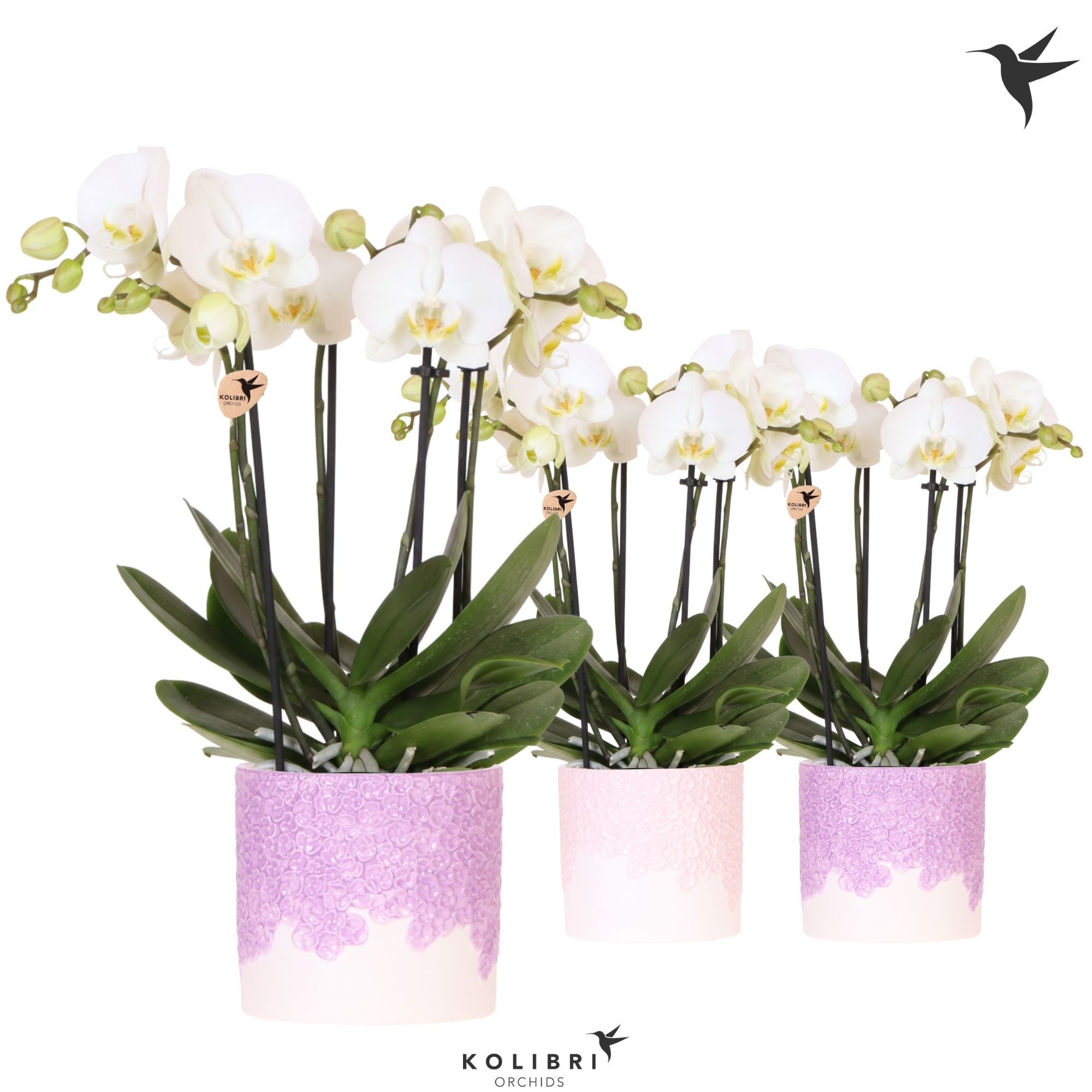 Kolibri Orchids Phalaenopsis Jewel Ghent 4 spike in Bloom pot lila mix, D 12