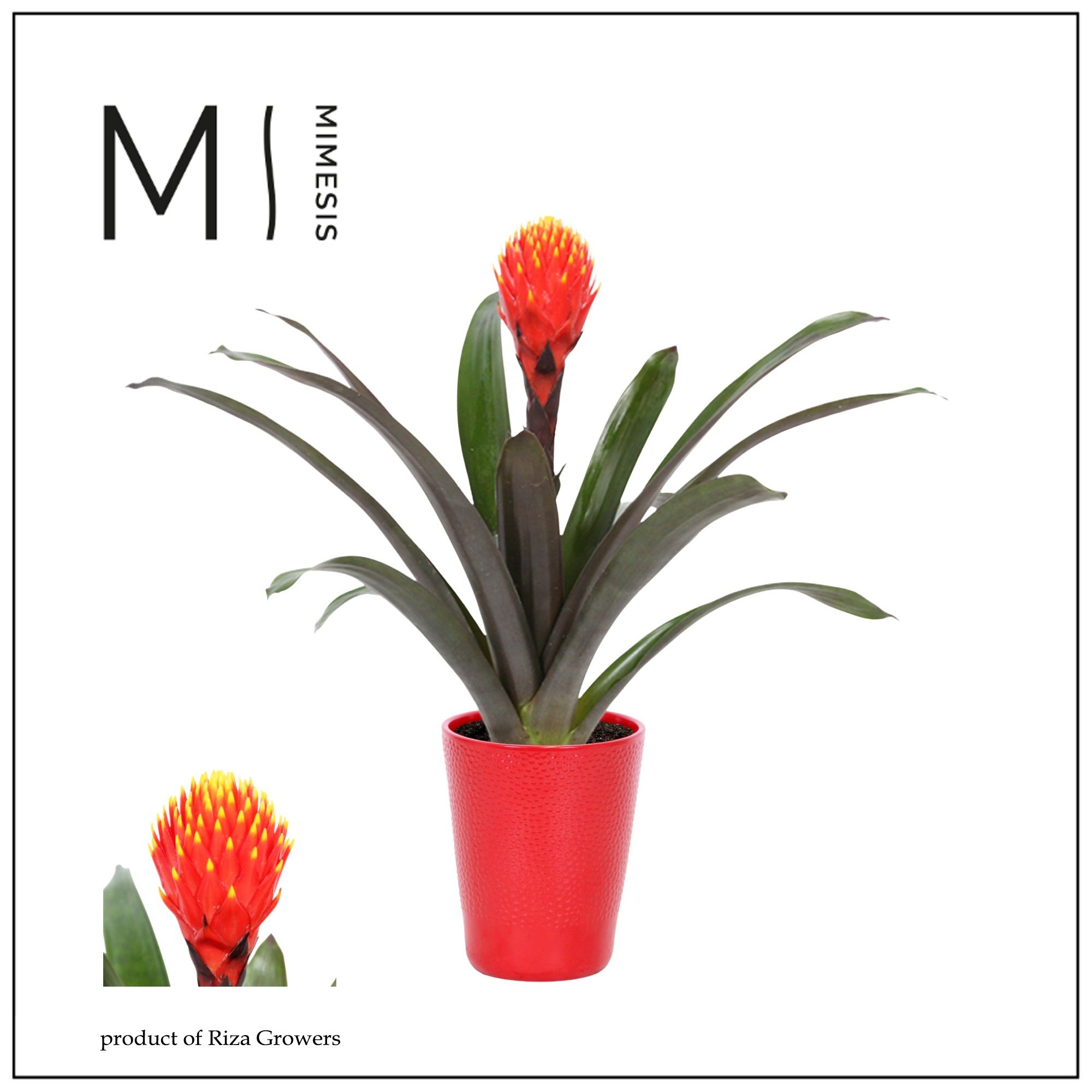 Guzmania Rockyflower Tala - 13cm in Florence | Mimesis, D 12