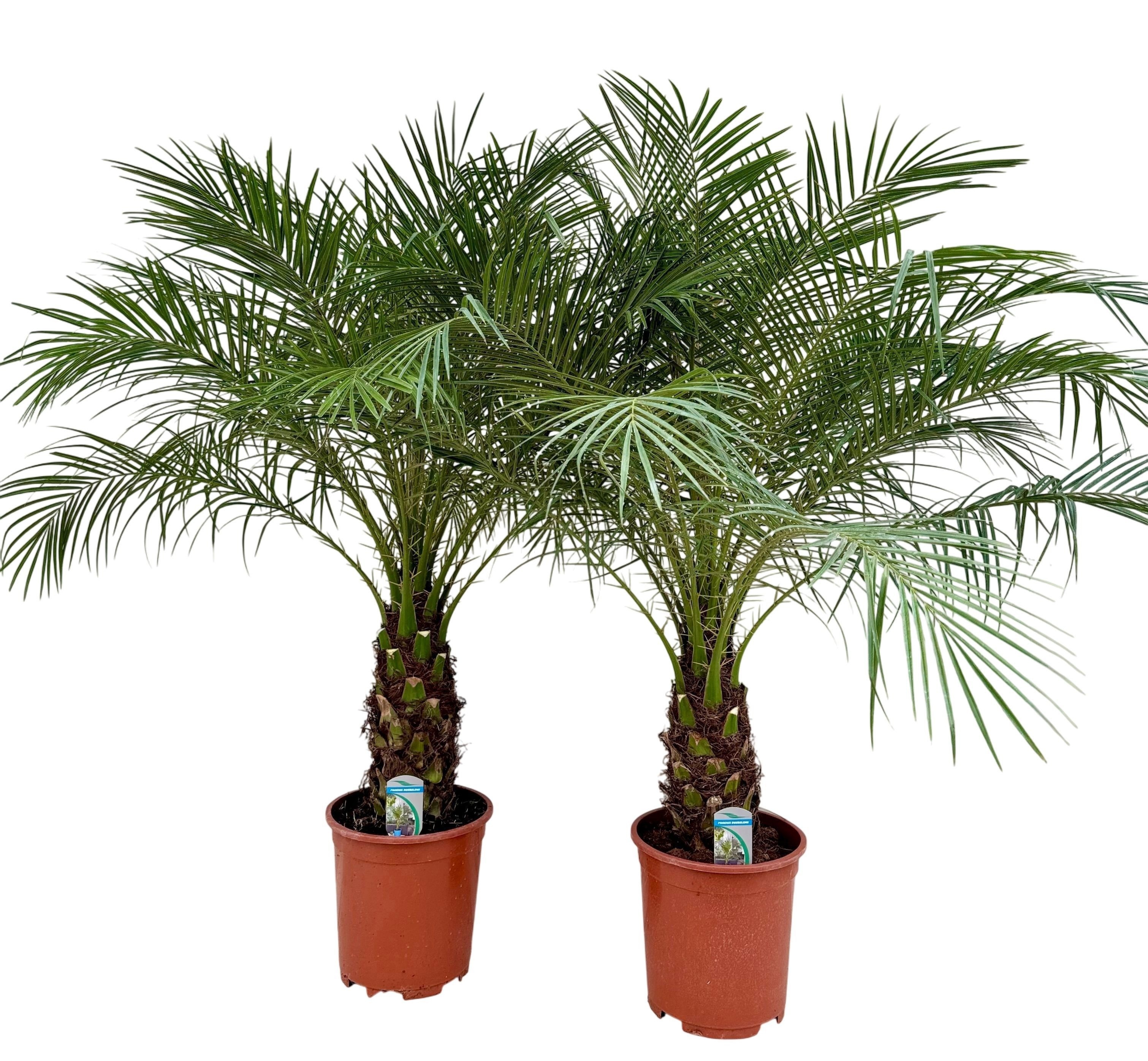 Phoenix roebelenii P27 H130, D 27