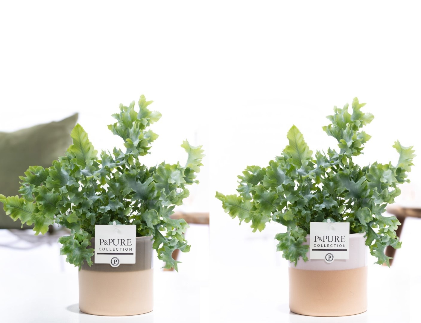 Phlebodium Davana in P&PURE Tess 2 ceramics ass. 2, D 12