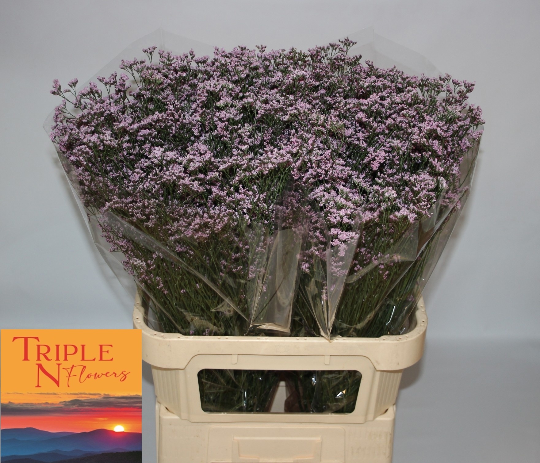 Лимониум Сафора Оши Пинк 80, шт.