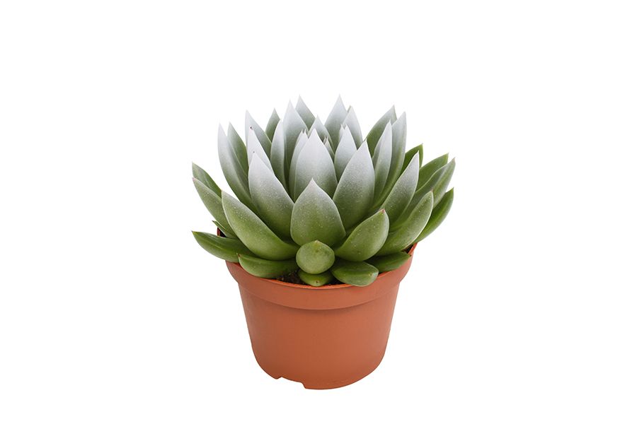 Miranda coloured white festival, D 10,5