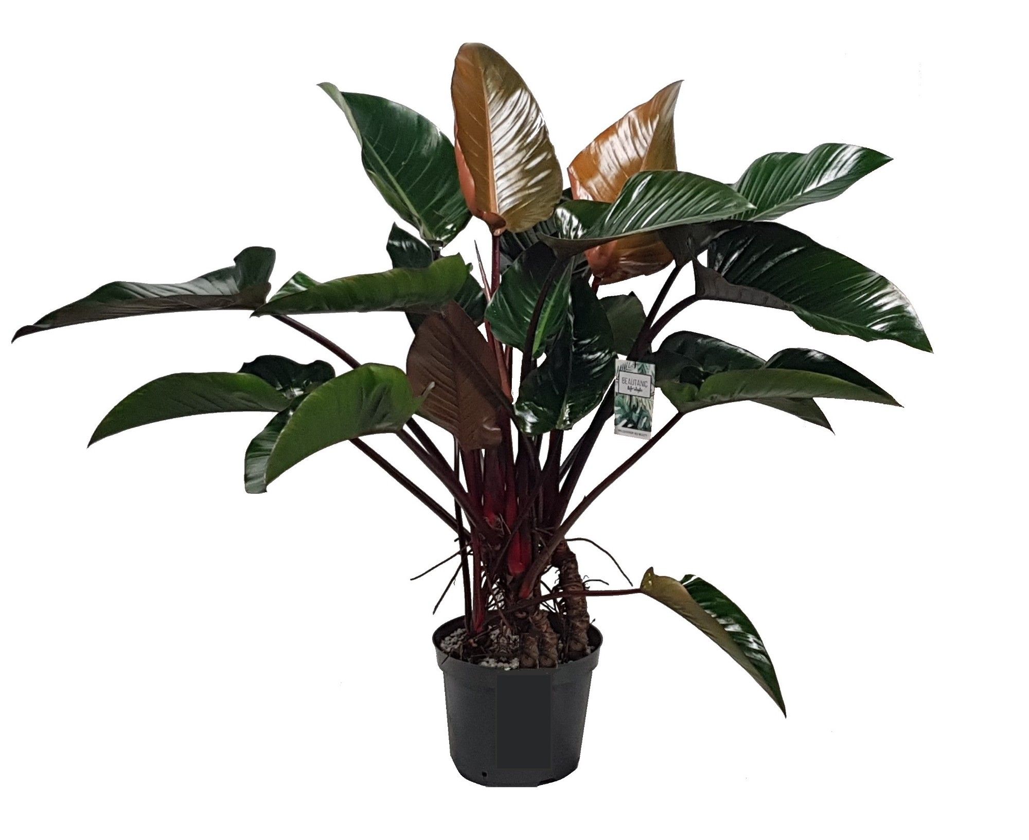 Philodendron Red Beauty, D 30