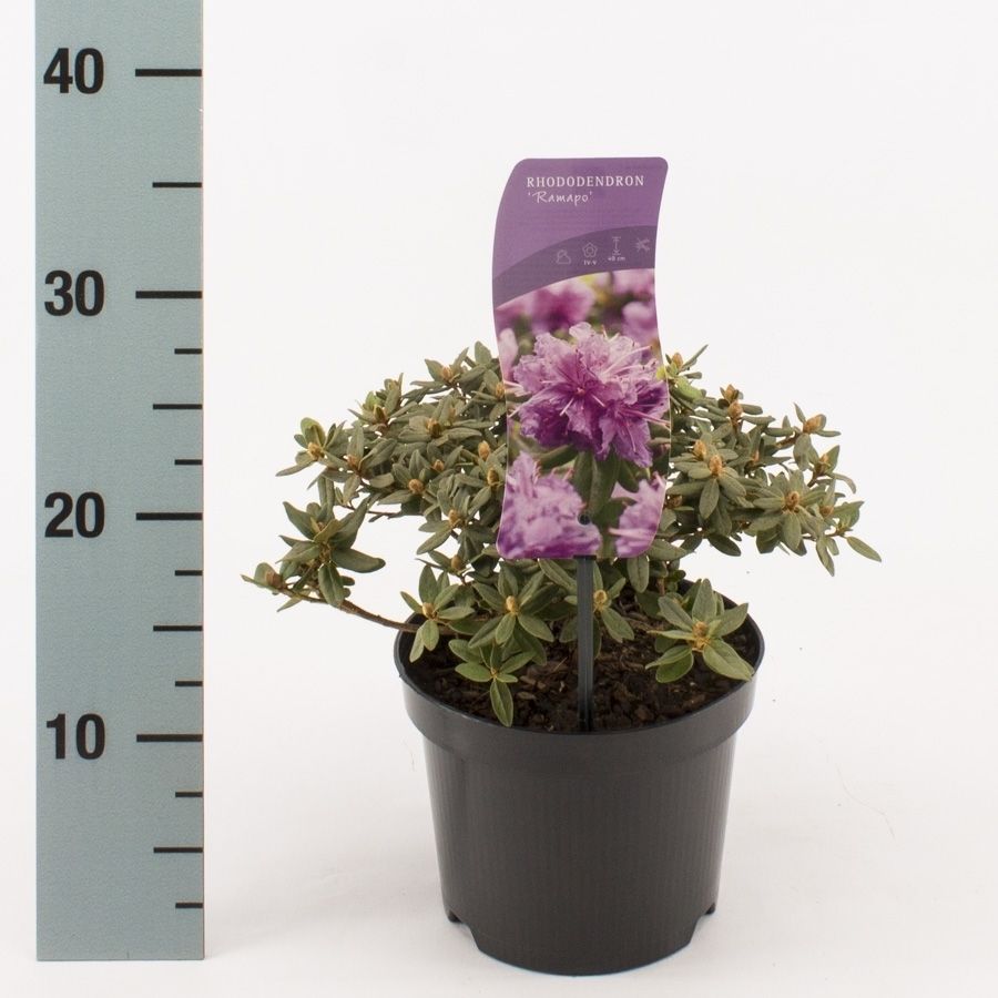 Rhododendron 'Ramapo', D 17