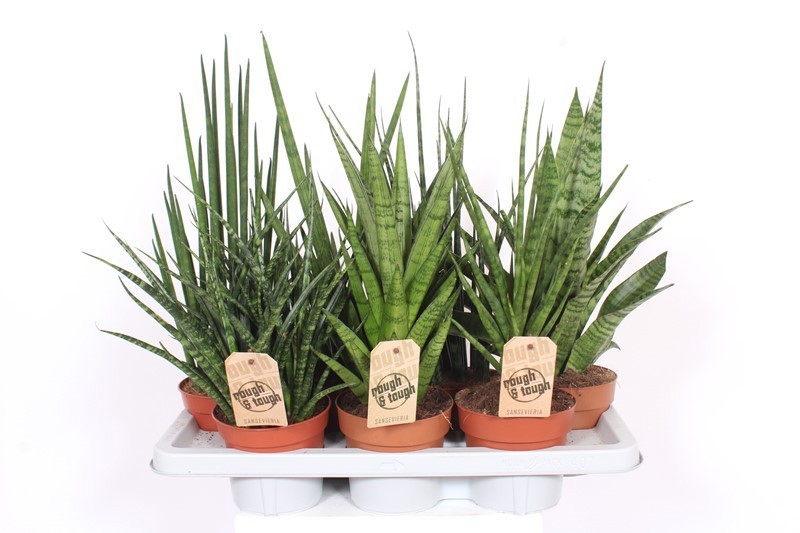 Sansevieria Luxe mix, D 14