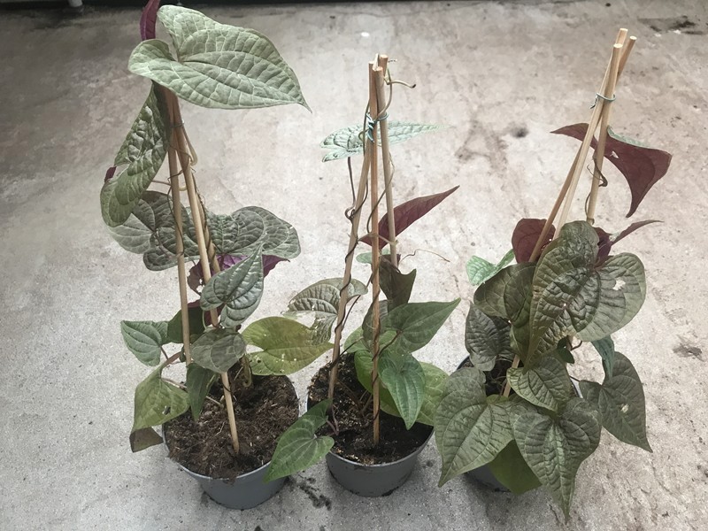 DIOSCOREA MEXICANA, D 12