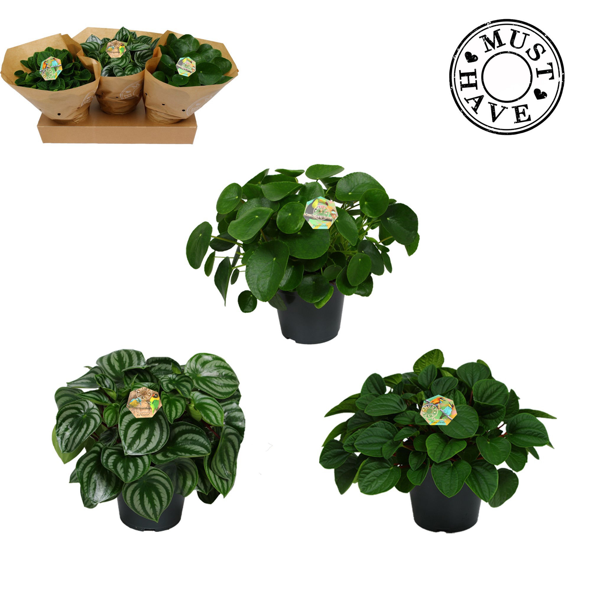 Peperomia mix 17 cm 'Must Have', D 17