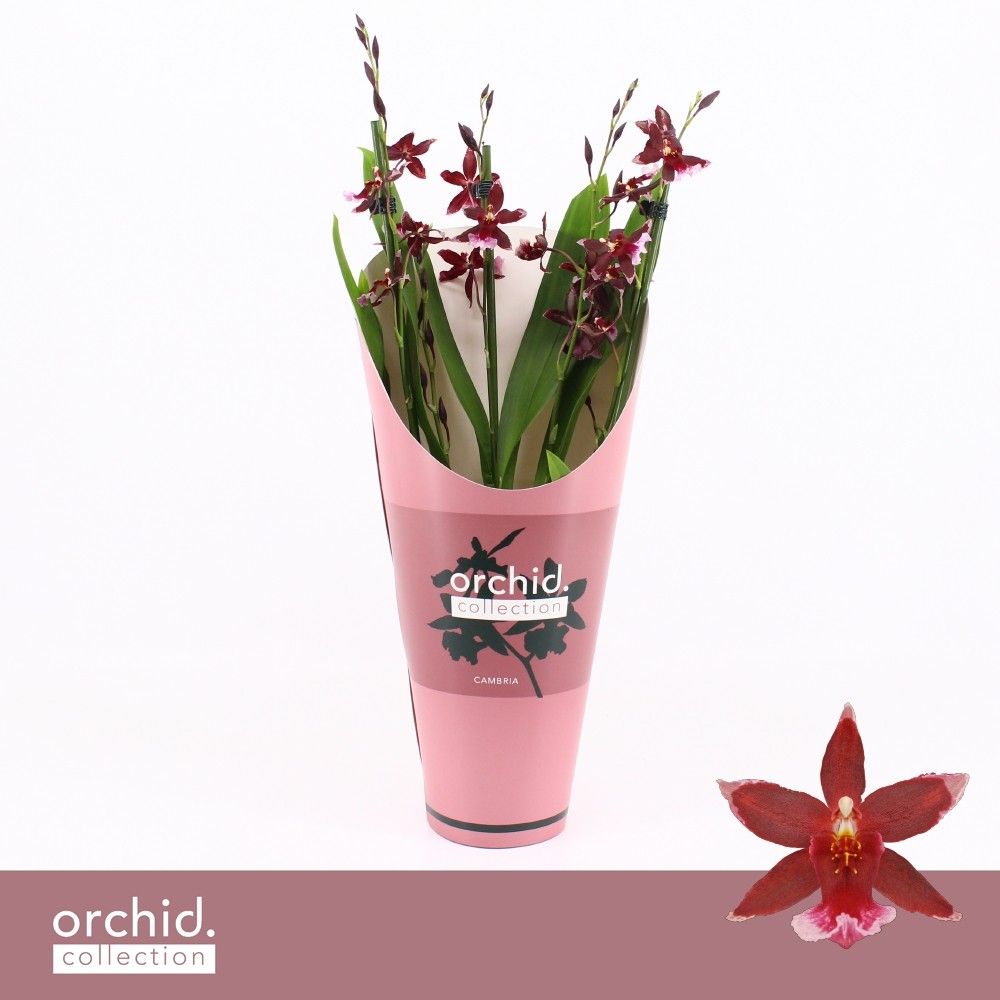 Barrocco Red, 3/4-spike Compact 'Orchid Collection' Potcover, D 12