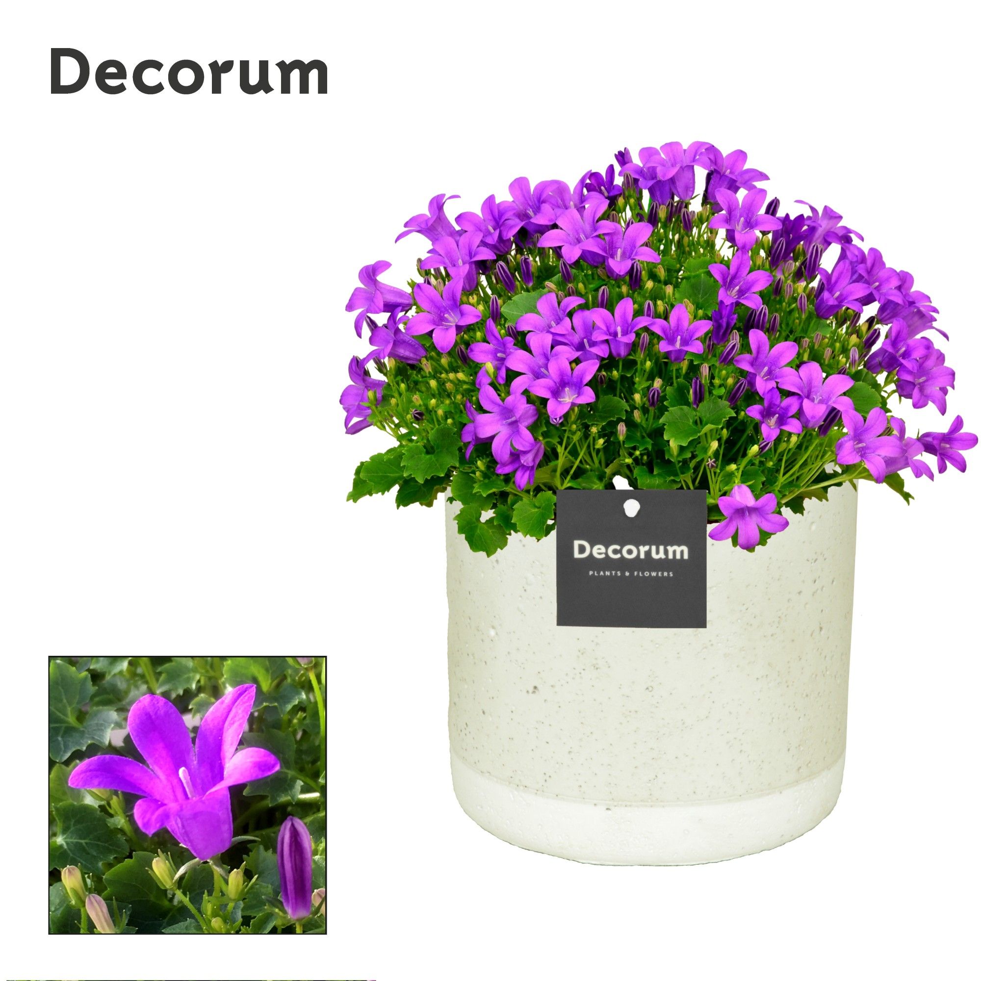 Campanula Porto LL Decorum Jade, D 14