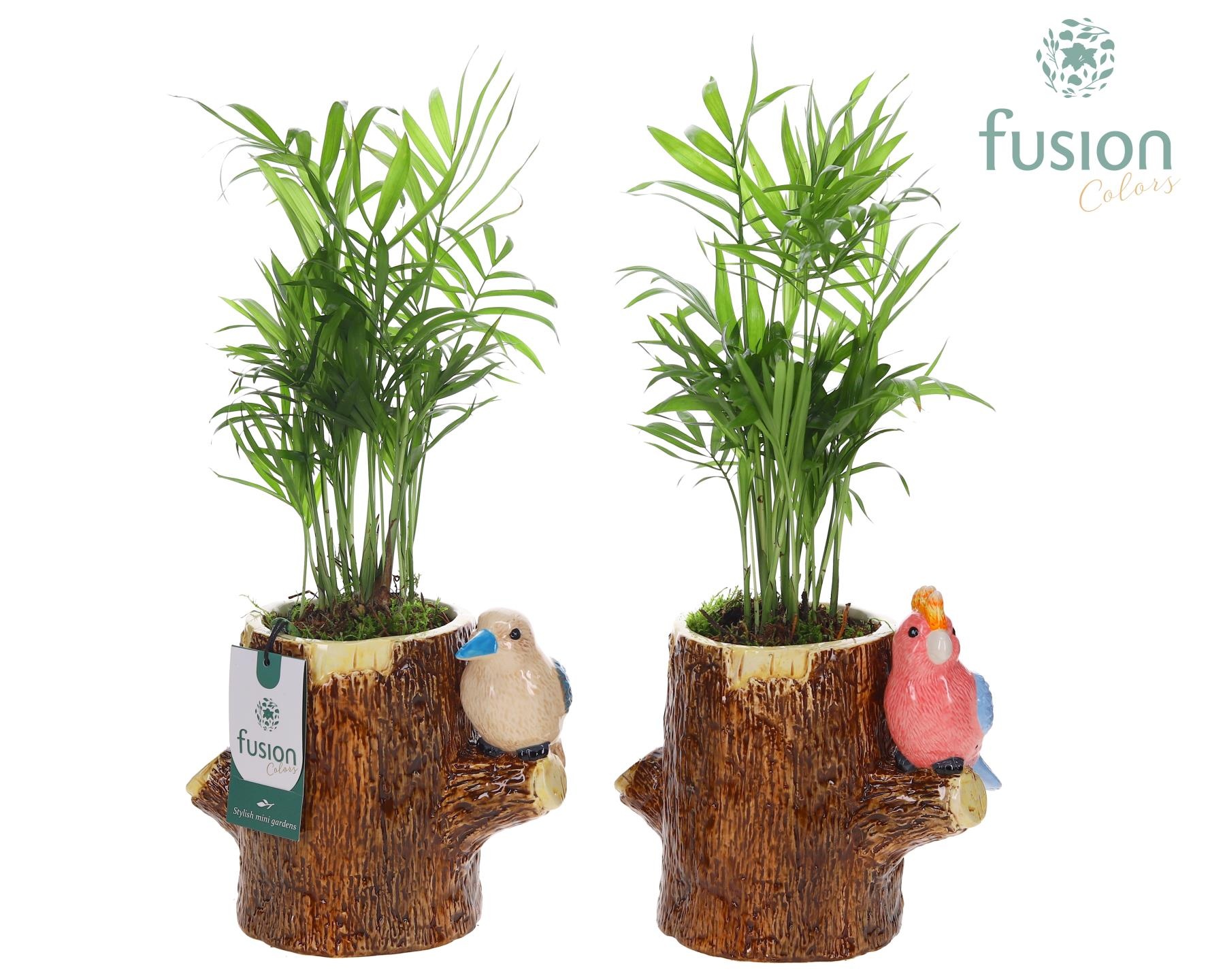 Keramiek boomstam planter met Chamaedorea, D 19