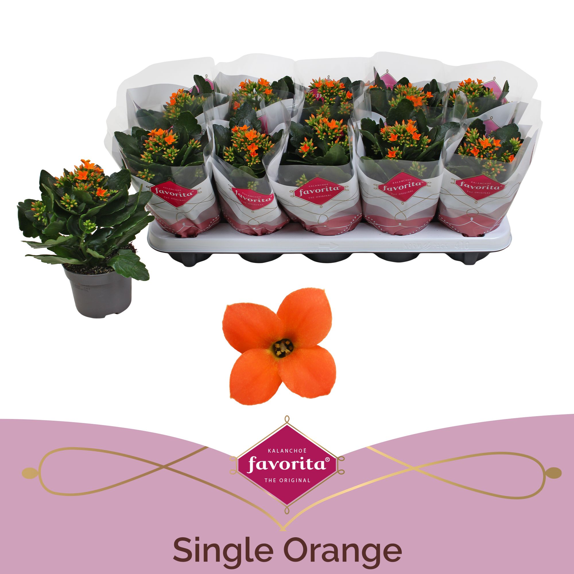 Kalanchoe favorita orange stadium 1, D 10,5