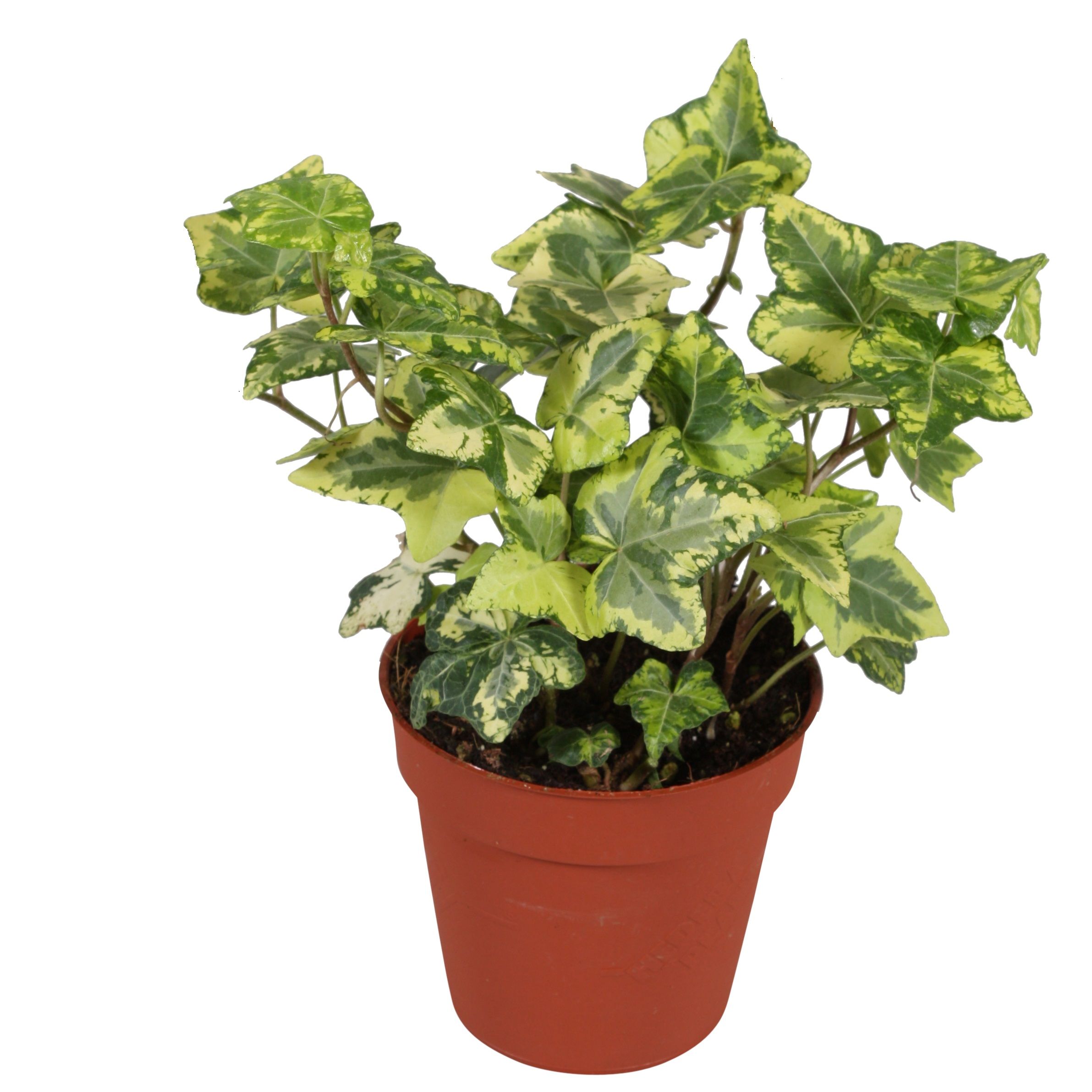 Hedera helix Golden Kolibri, D 9