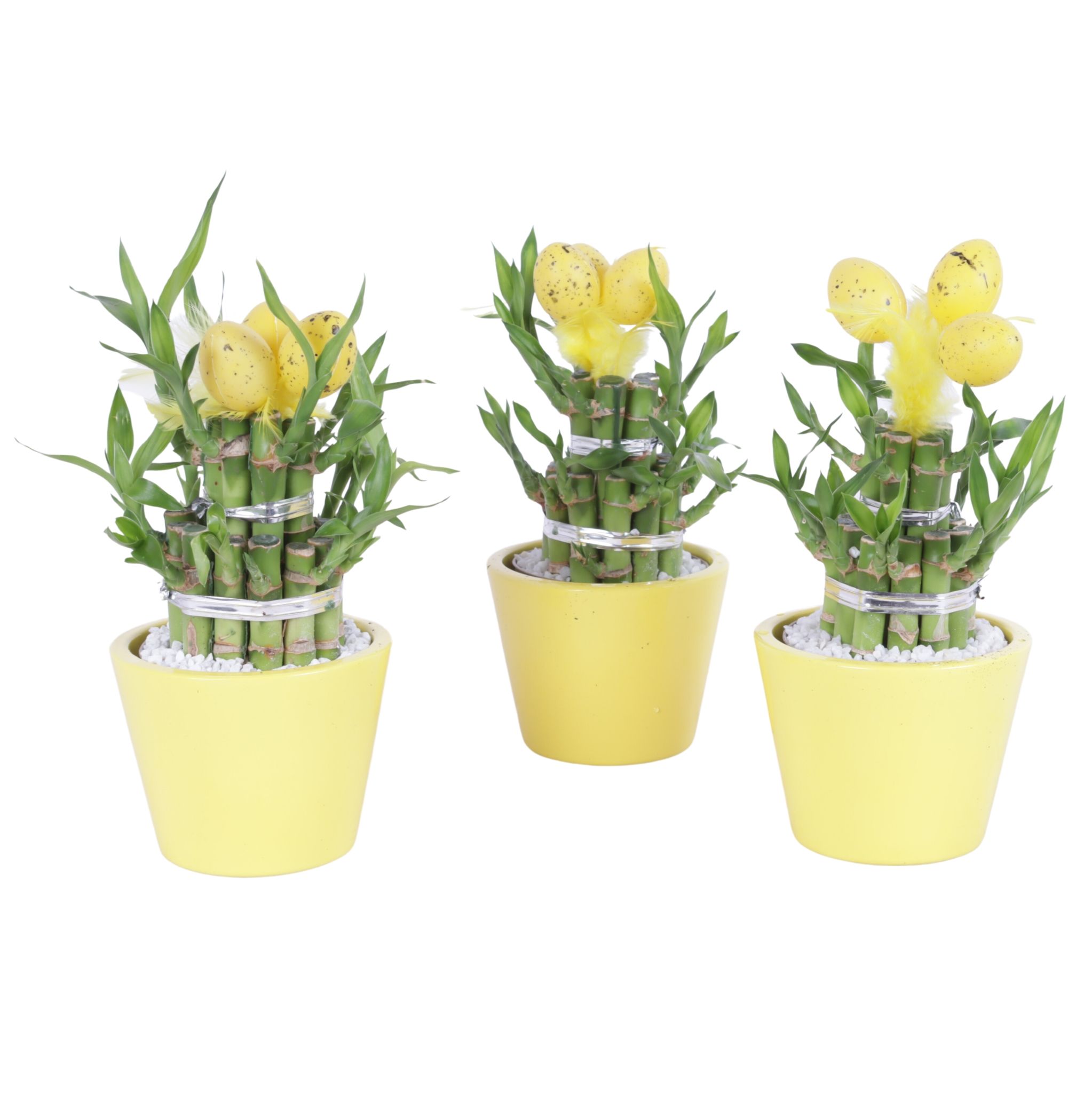 Lucky Bamboo Round 2Big in ø11cm Ceramic Karla Lemon Gloss, D 11