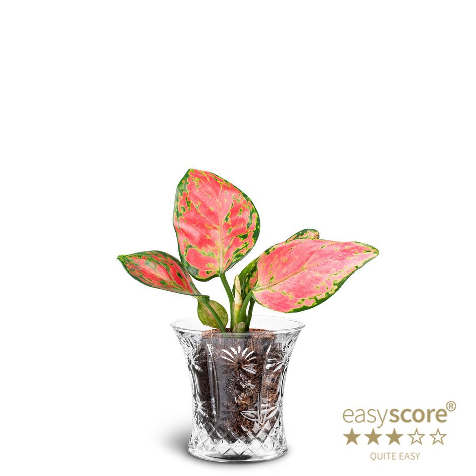 AGLAONEMA COMMUTATUM 40600017 Crystal Aglaonema, D 7