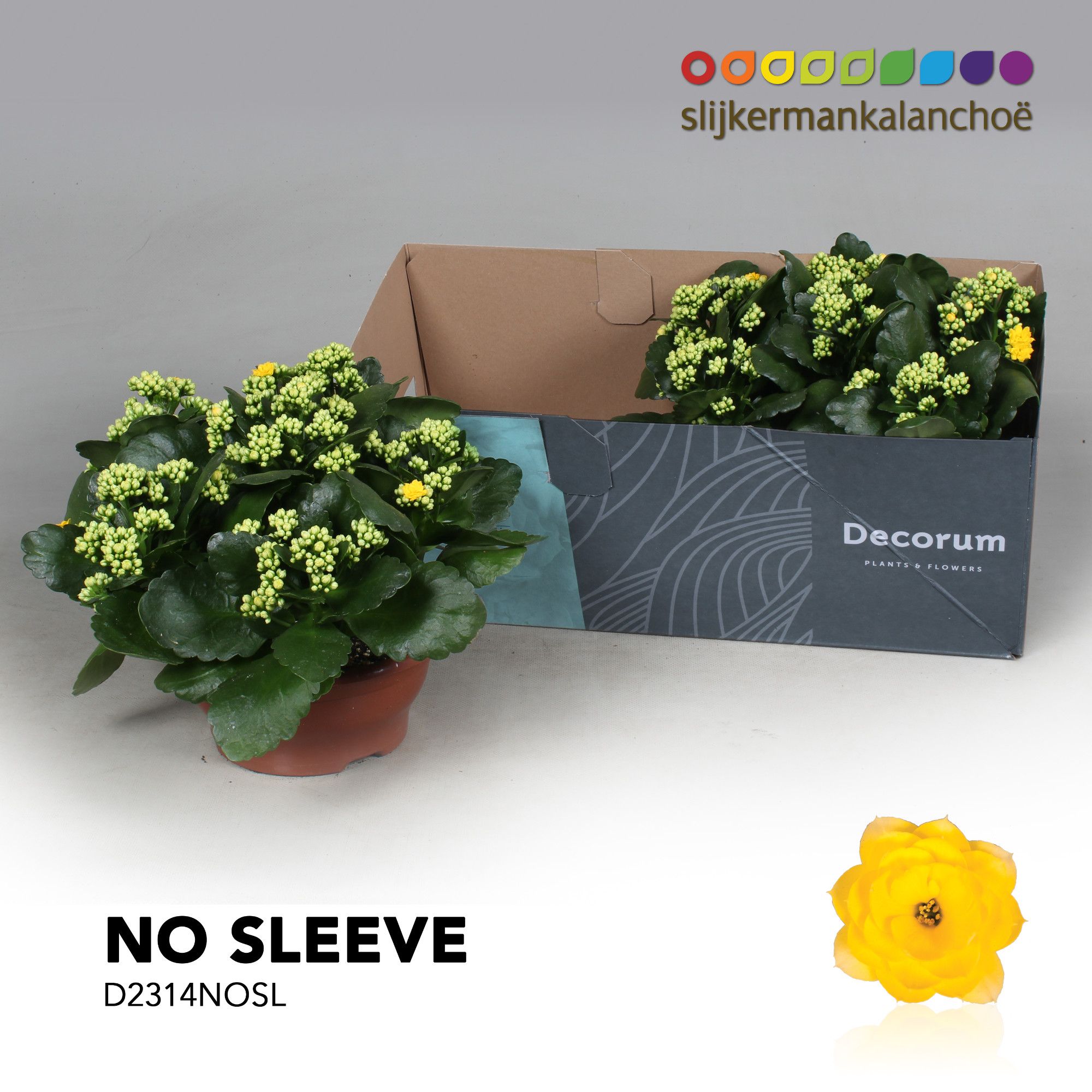 Kalanchoe No Sleeve - Yellow, D 23