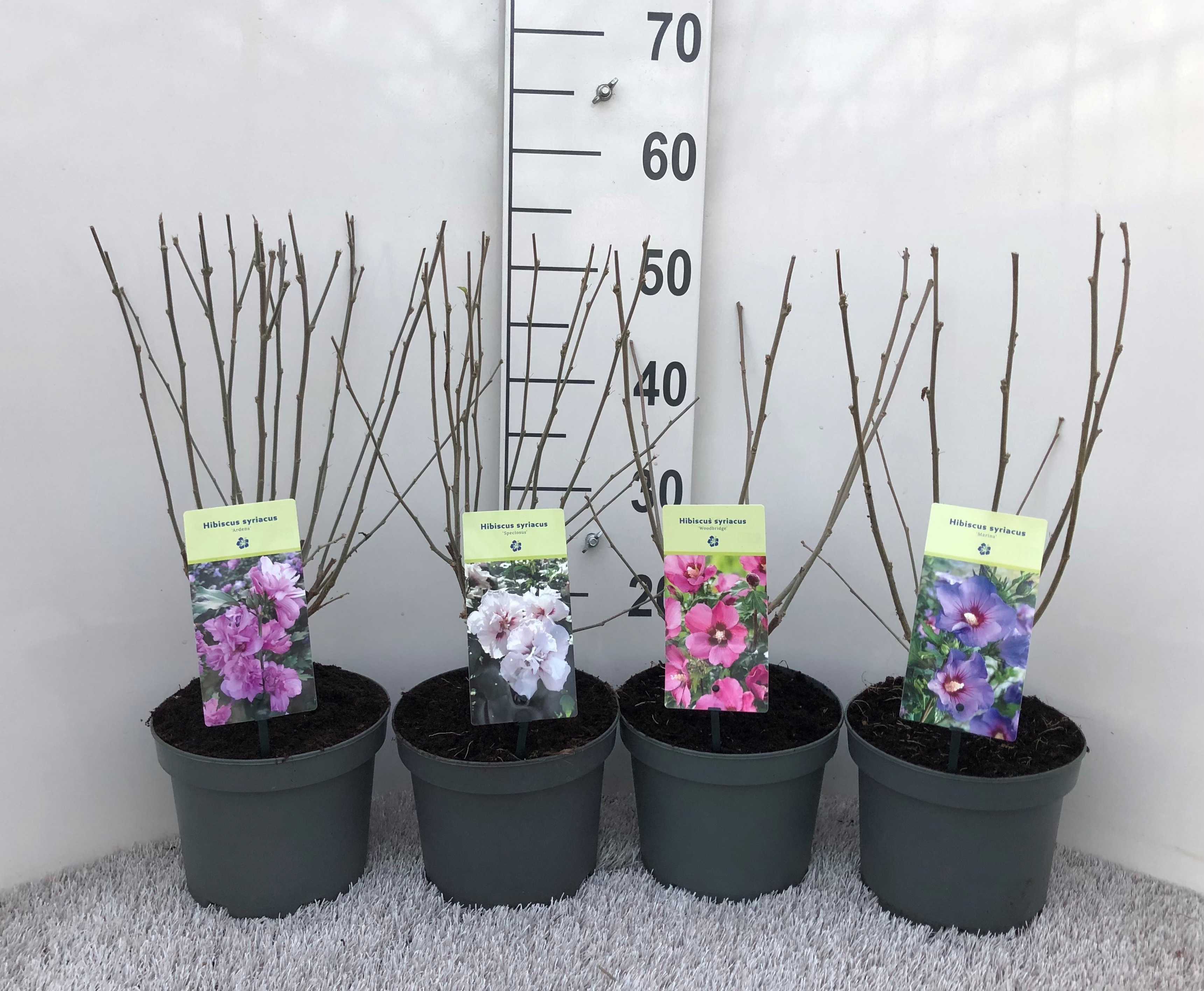 Hibiscus syriacus mix 19 cm, D 19