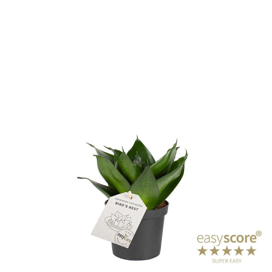 SANSEVIERIA TRIFASCIATA 'BLACK JADE' 10933000, D 9
