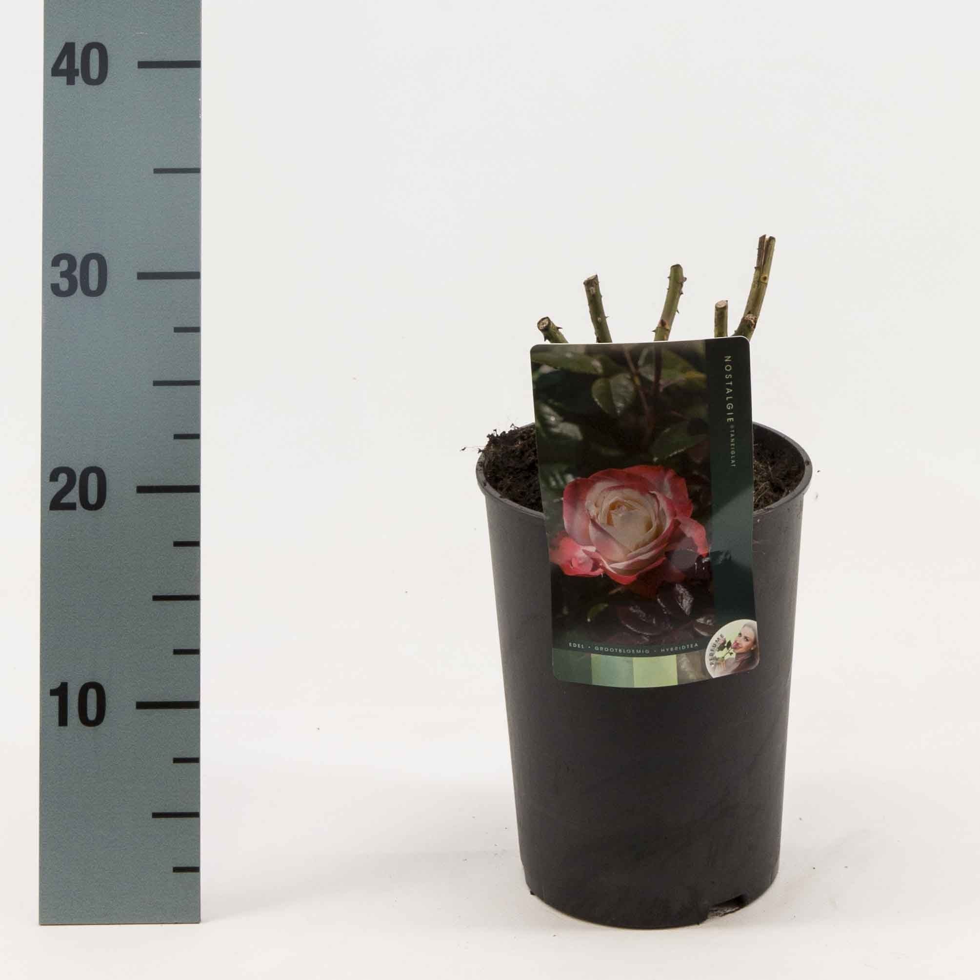 Rosa Pheno Geno® struikrozen sortiment, D 17