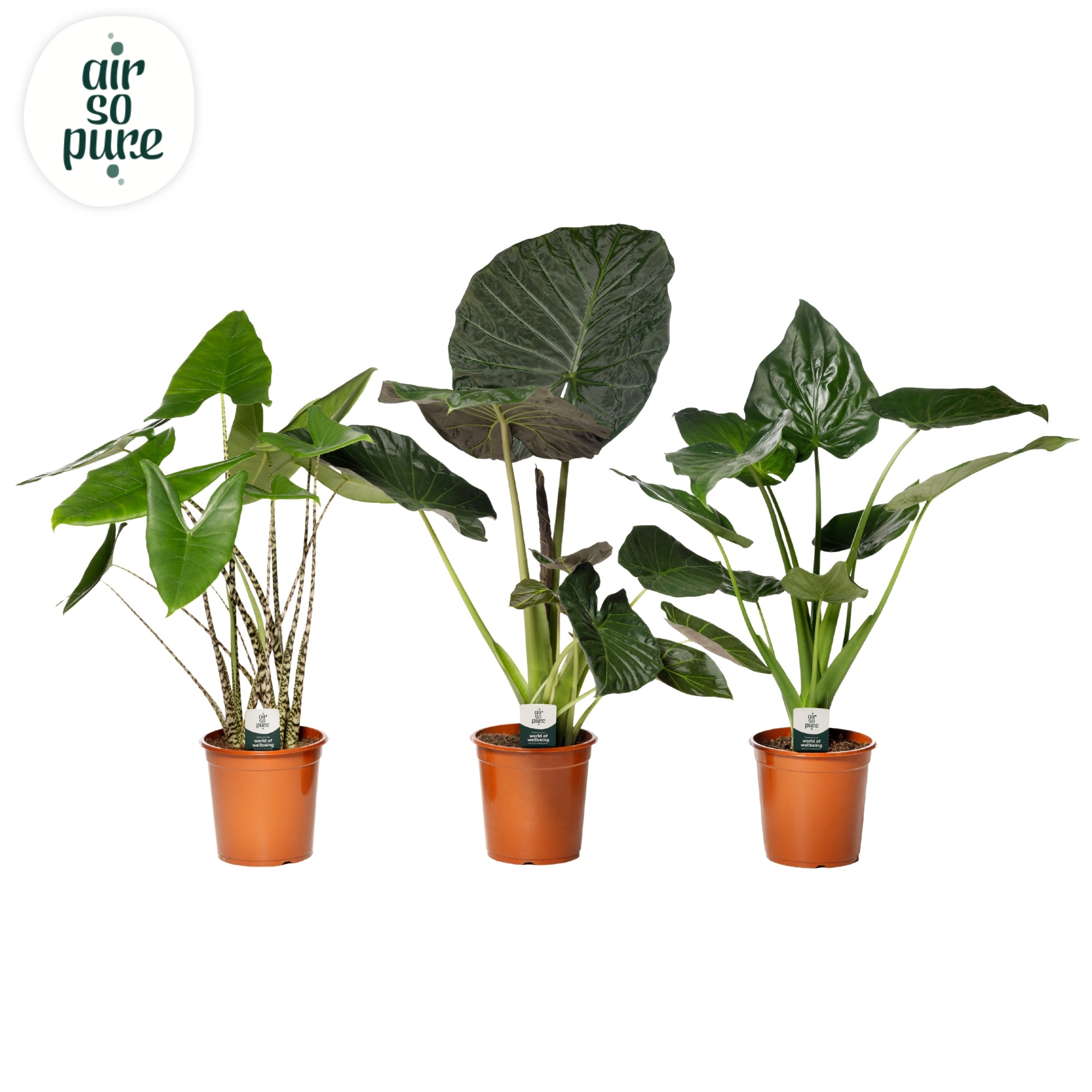 Alocasia Gemengd p24 (Air so Pure), D 24