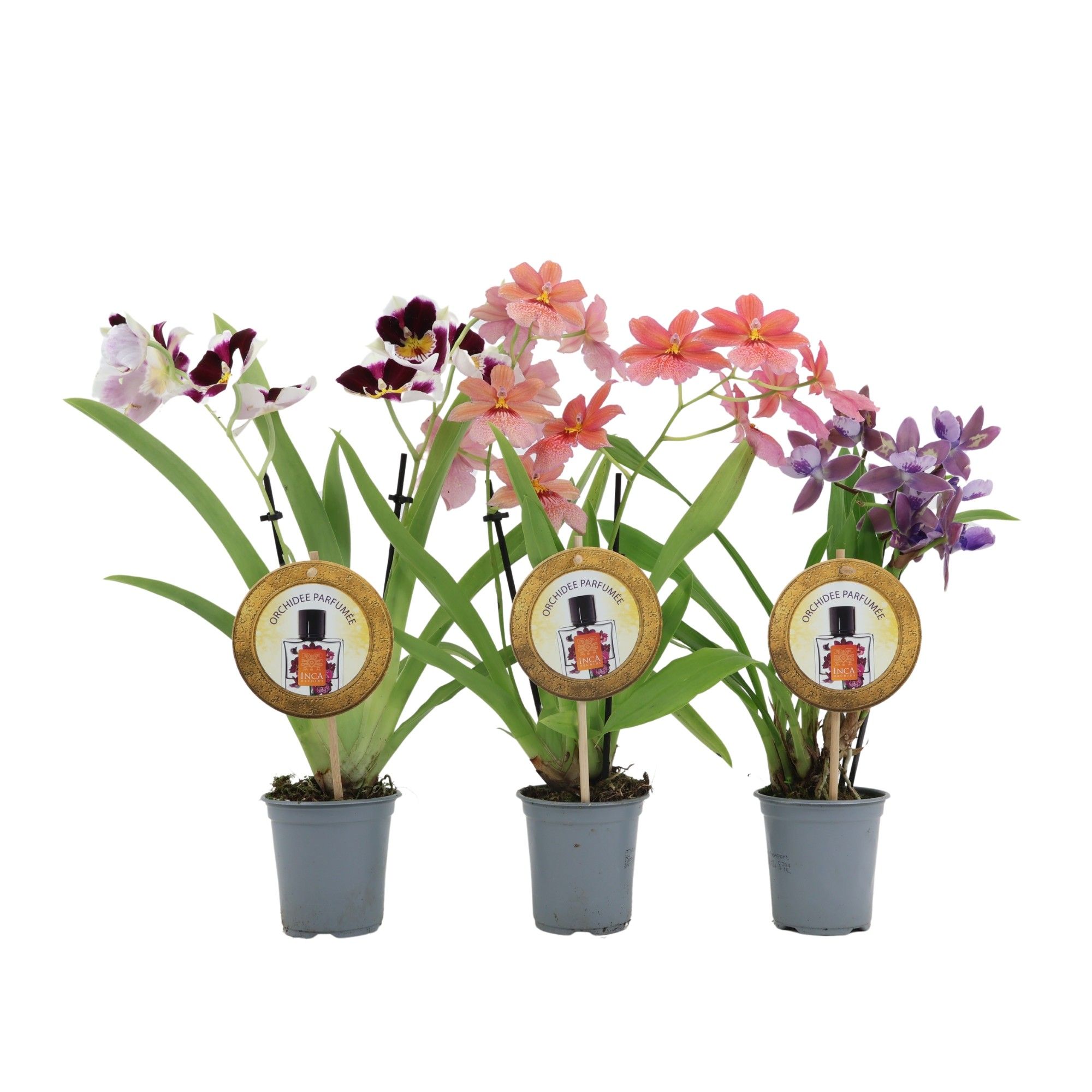 Inca Orchid mix Parfumee 2 spike 9 cm, D 9