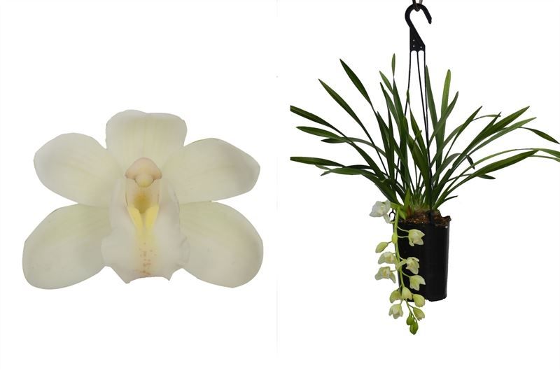 Cymbidium p14 cascade Ice 1T10+, D 14