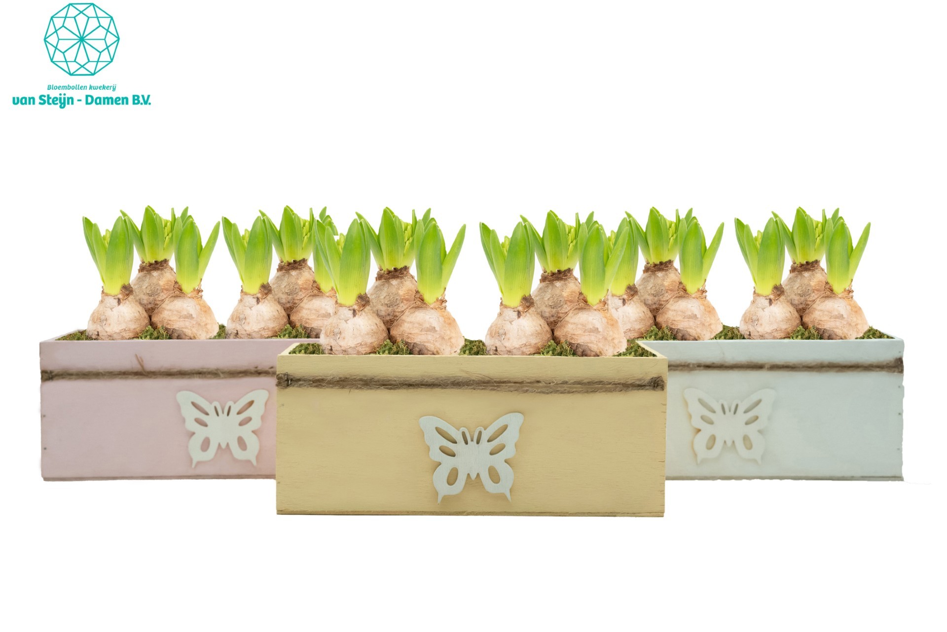 Hyacinthus 'WingWood', D 23