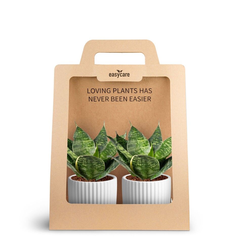 2-Pack Nordic White, Hahnii Green, D 7