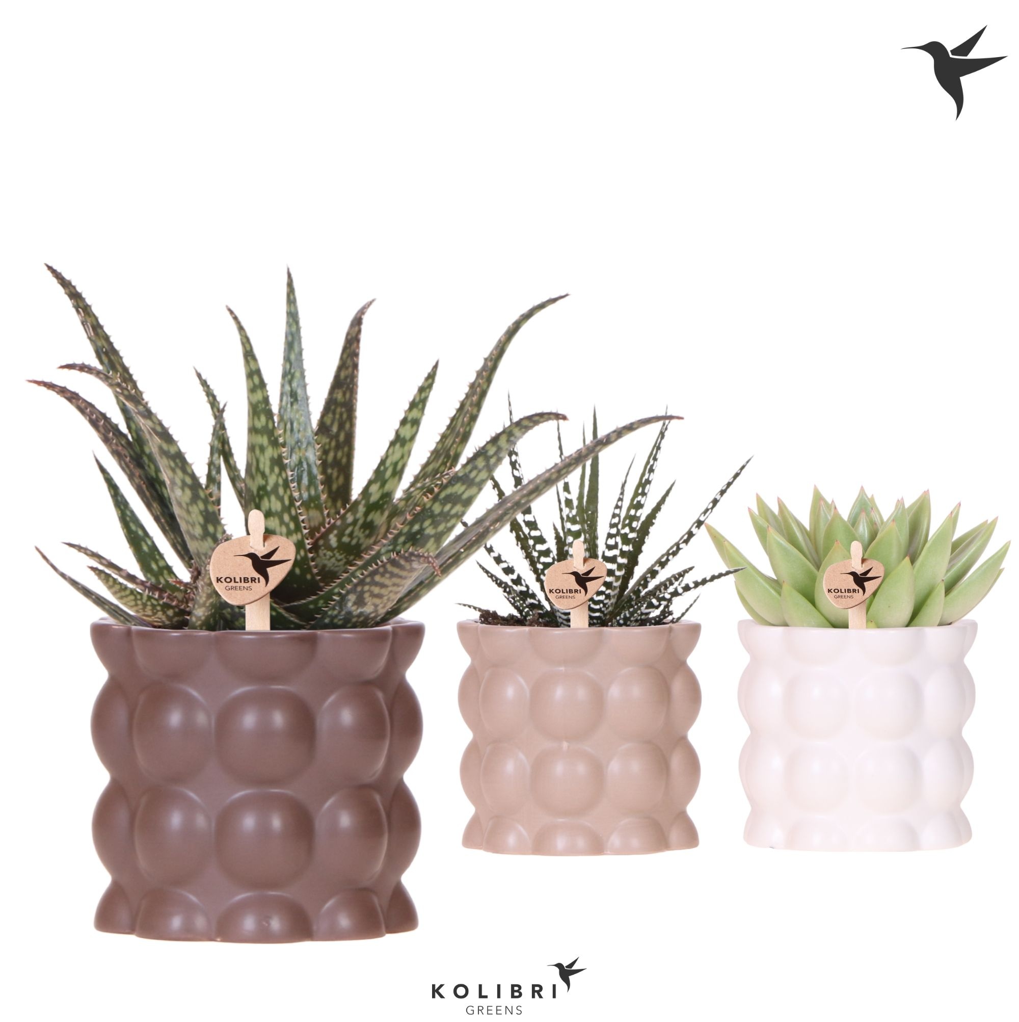 Kolibri Greens Succulenten mix in Cotton pot sand mix, D 9