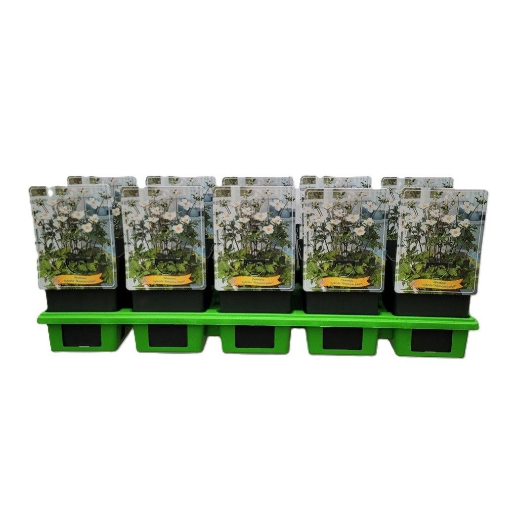 Anemone hybrida 'Honorine Jobert' P11, D 11